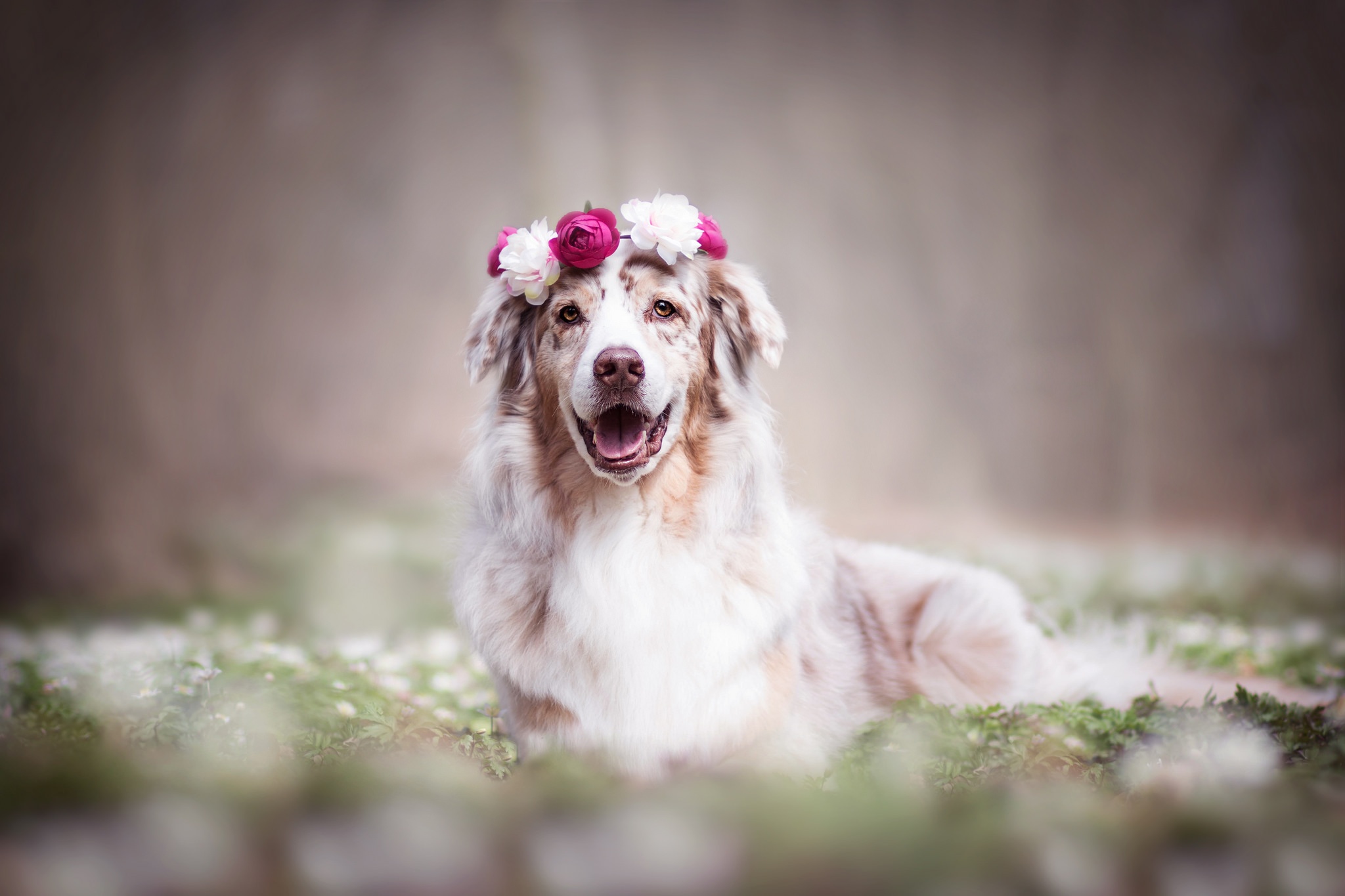 無料モバイル壁紙動物, 犬, 花輪, 被写界深度をダウンロードします。