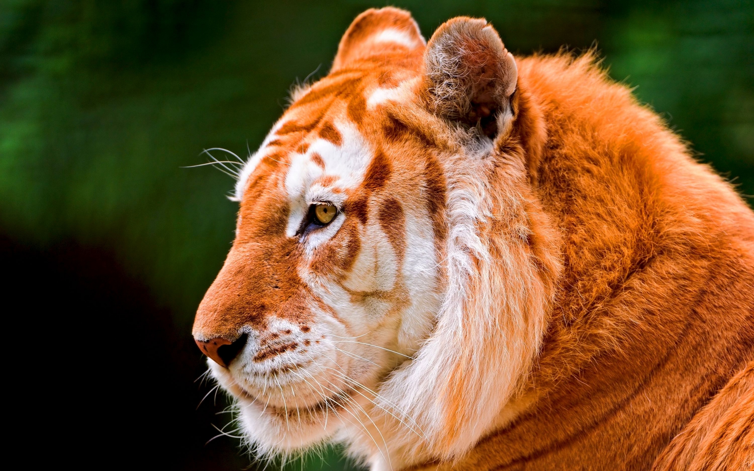 48918 Bild herunterladen tiere, tigers, orange - Hintergrundbilder und Bildschirmschoner kostenlos