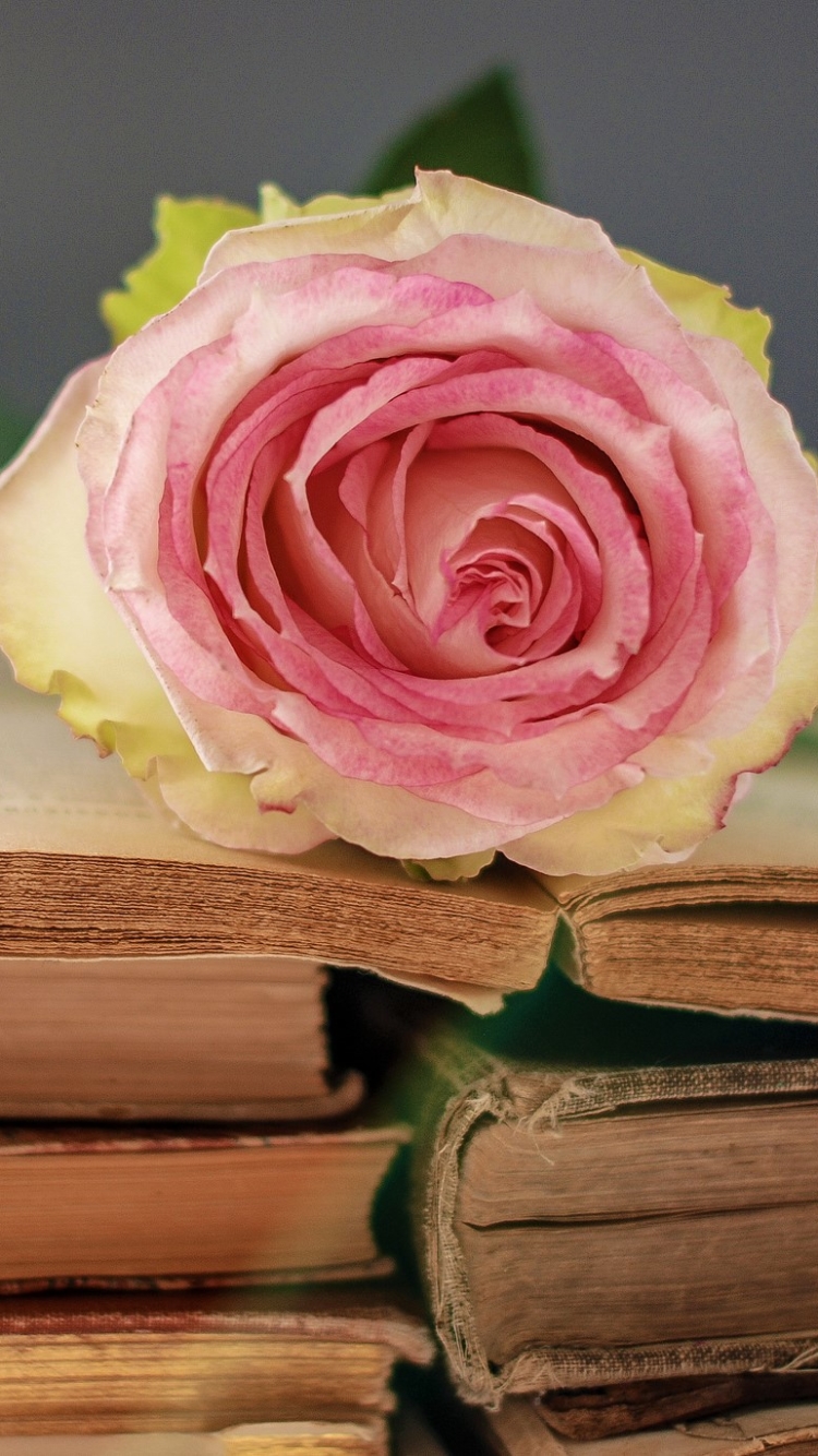 Handy-Wallpaper Rose, Buch, Fotografie, Stillleben, Pinke Rose kostenlos herunterladen.