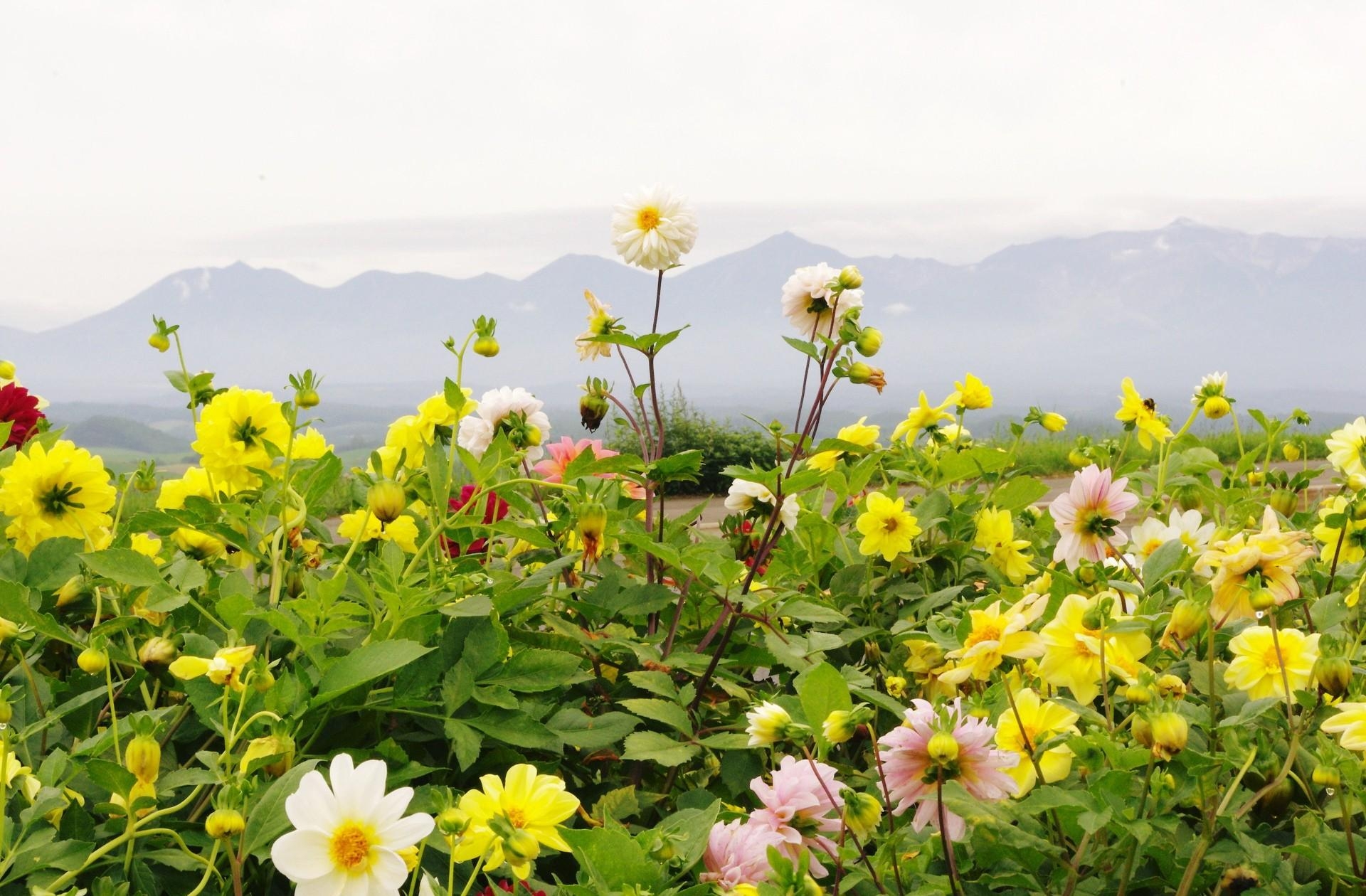 flowerbed, mountains, flowers, sky, horizon, flower bed, dahlias HD wallpaper