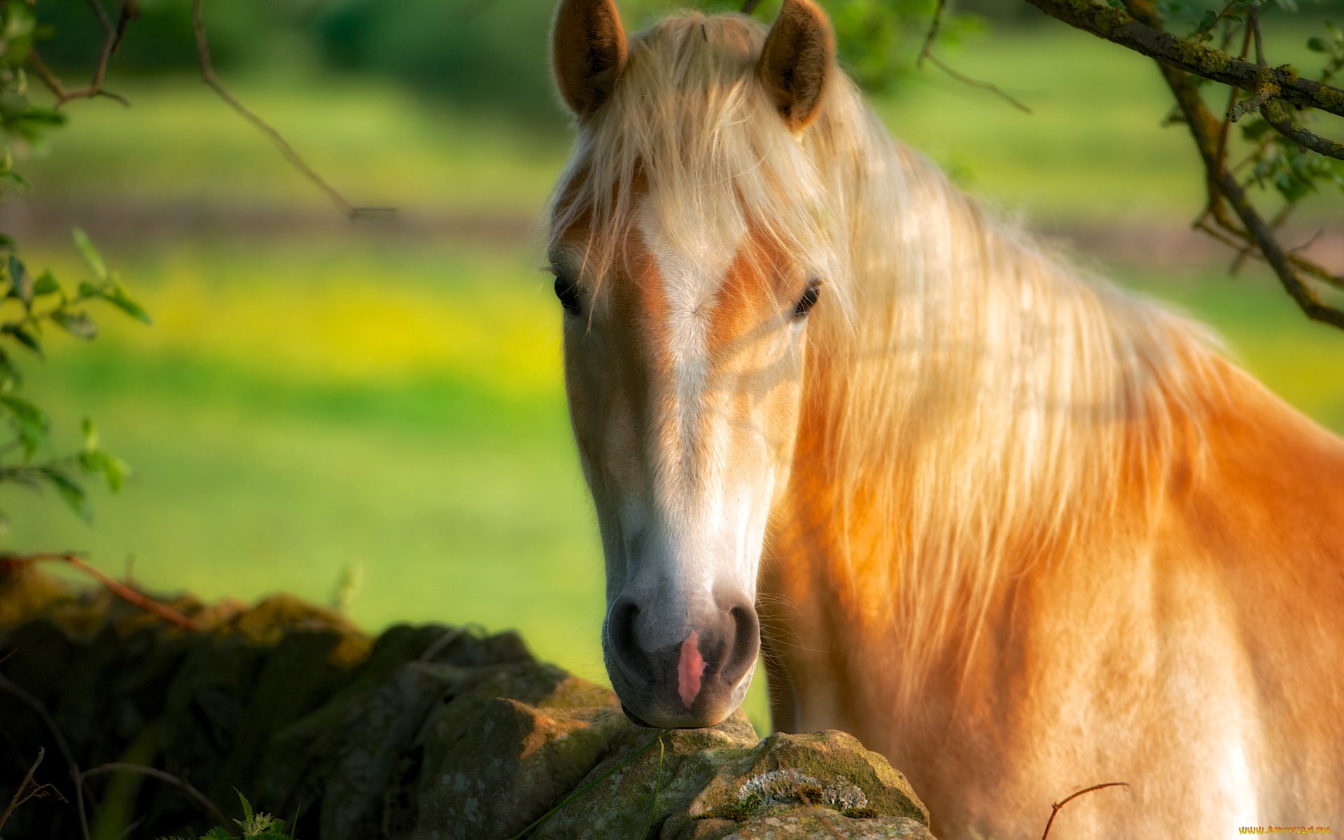 Download mobile wallpaper Animal, Horse for free.