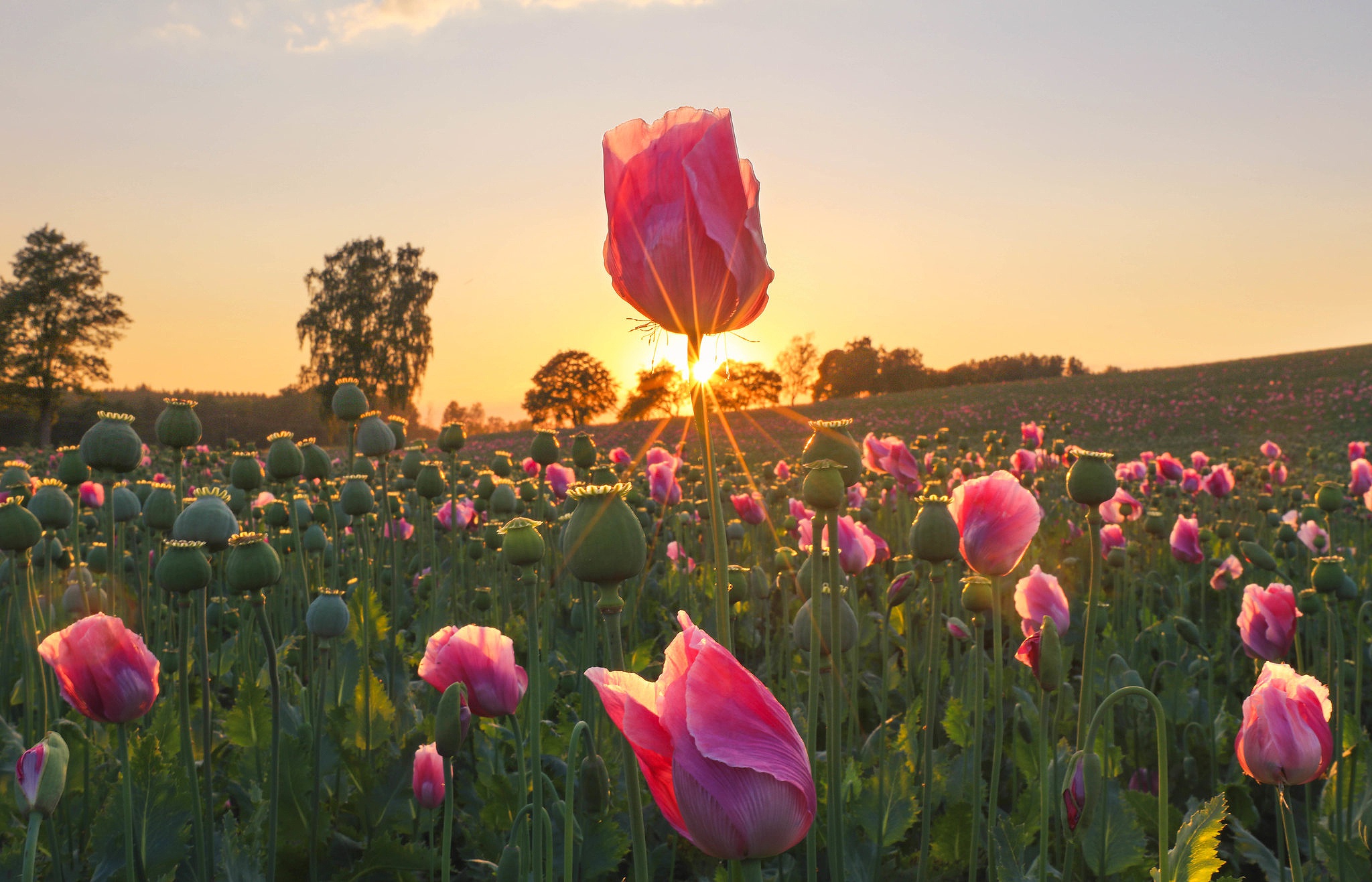 Download mobile wallpaper Flowers, Earth, Field, Poppy, Germany, Sunbeam, Pink Flower for free.