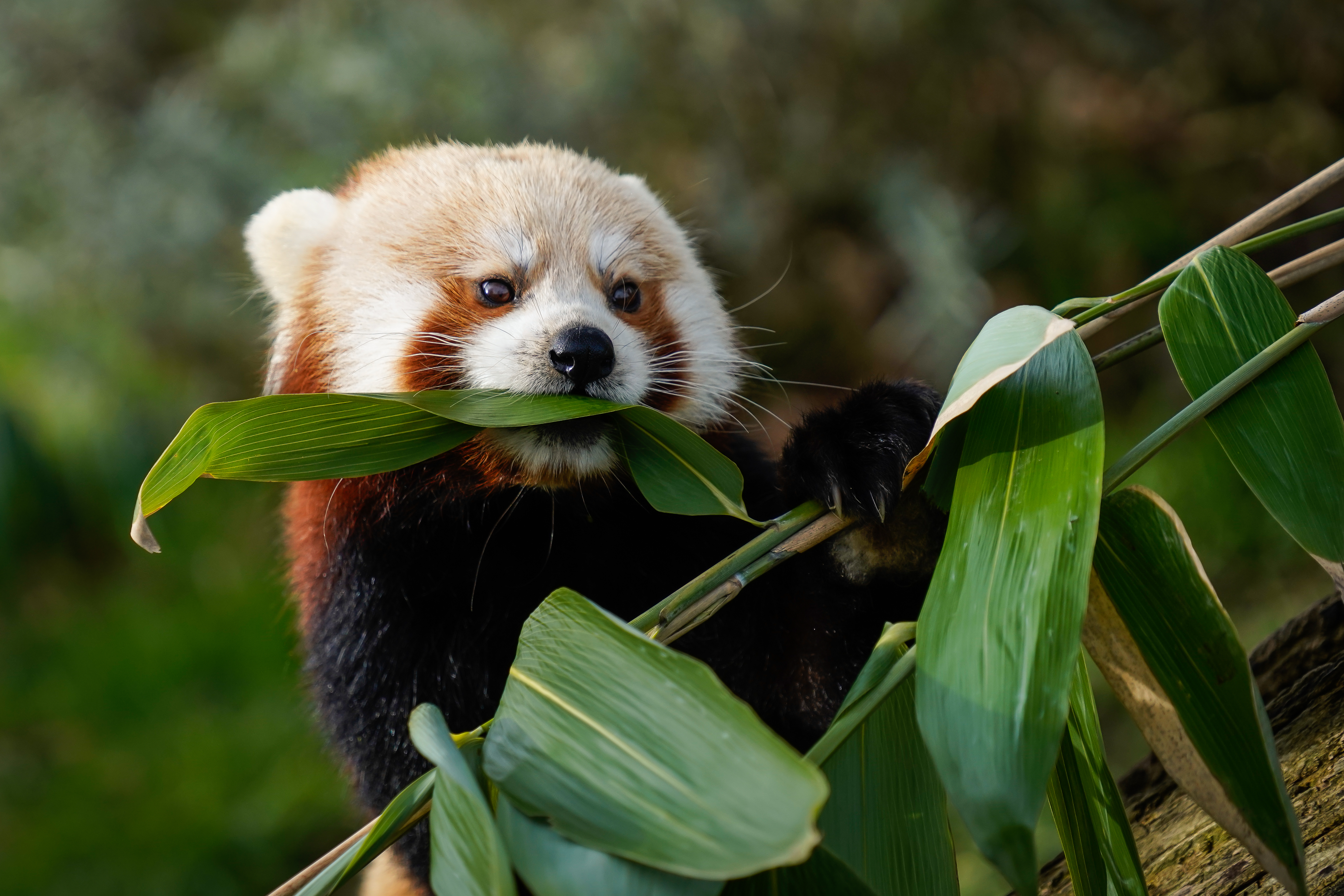 Free download wallpaper Animals, Animal, Red Panda, Leaves on your PC desktop
