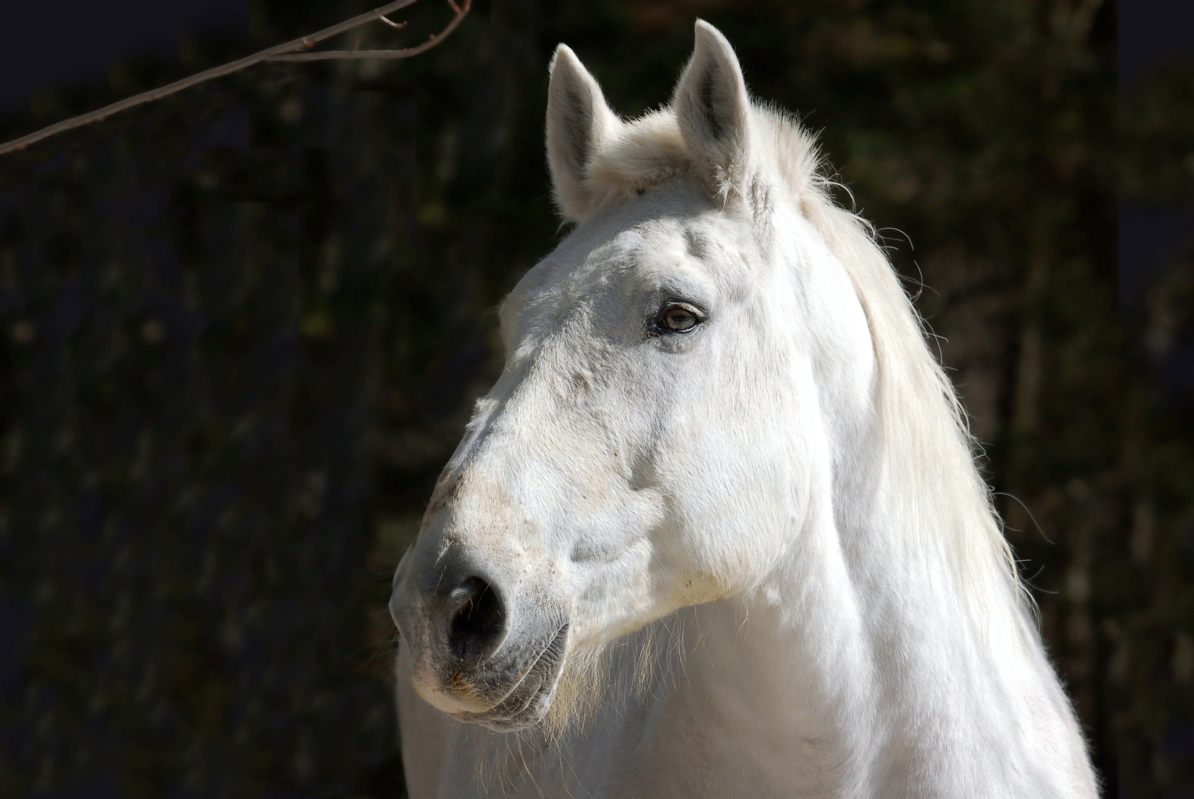 58120 скачать обои лошадь, грива, животные, белый, голова - заставки и картинки бесплатно