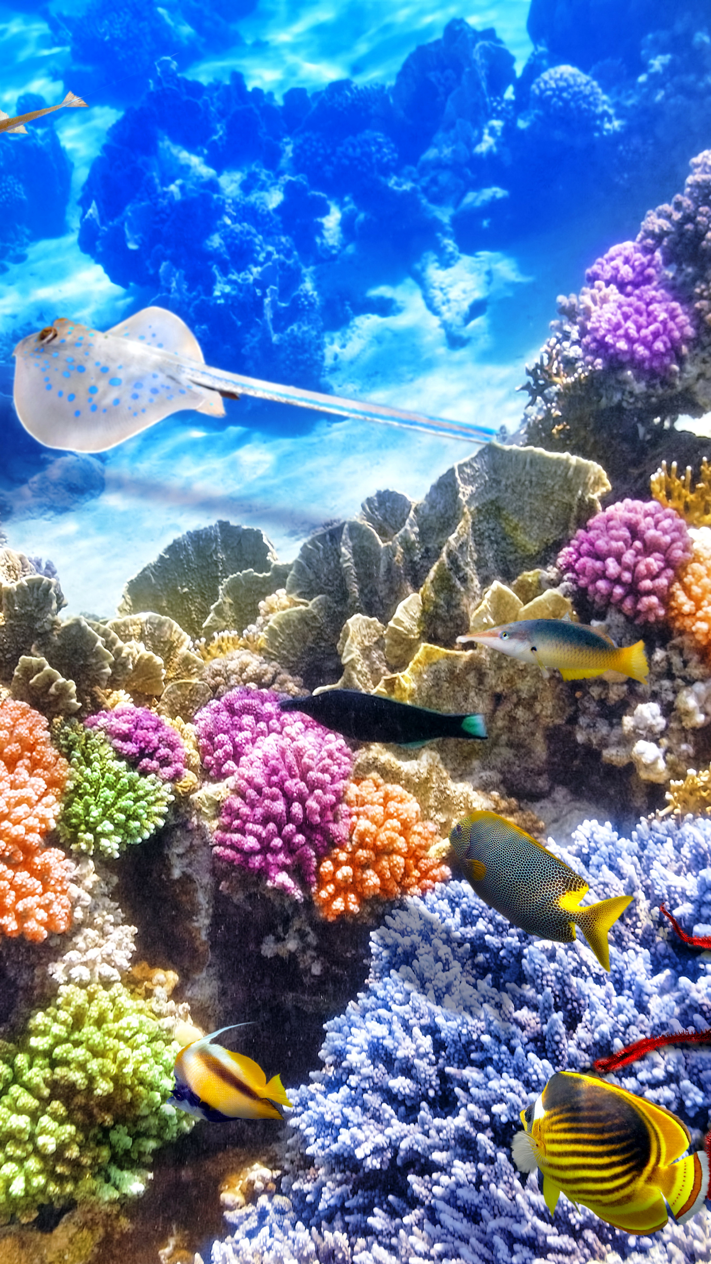 1123747 télécharger le fond d'écran animaux, poisson, raie, corail, sous marin, sous l'eau, des poissons - économiseurs d'écran et images gratuitement
