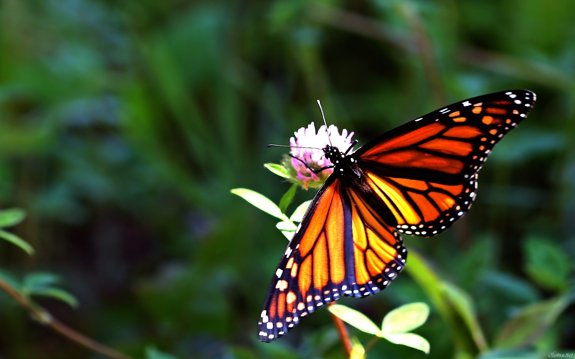 Download mobile wallpaper Butterfly, Animal for free.