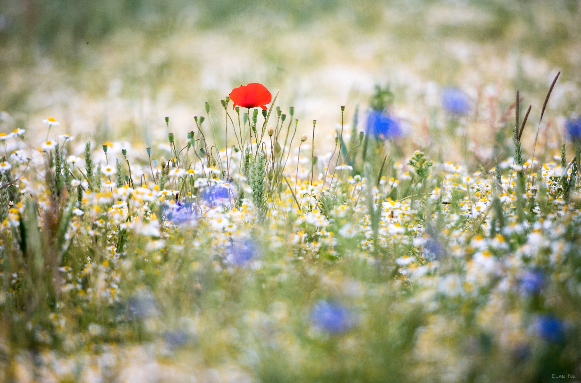 Descarga gratuita de fondo de pantalla para móvil de Naturaleza, Flores, Verano, Flor, Amapola, Flor Blanca, Flor Roja, Tierra/naturaleza, Difuminado.