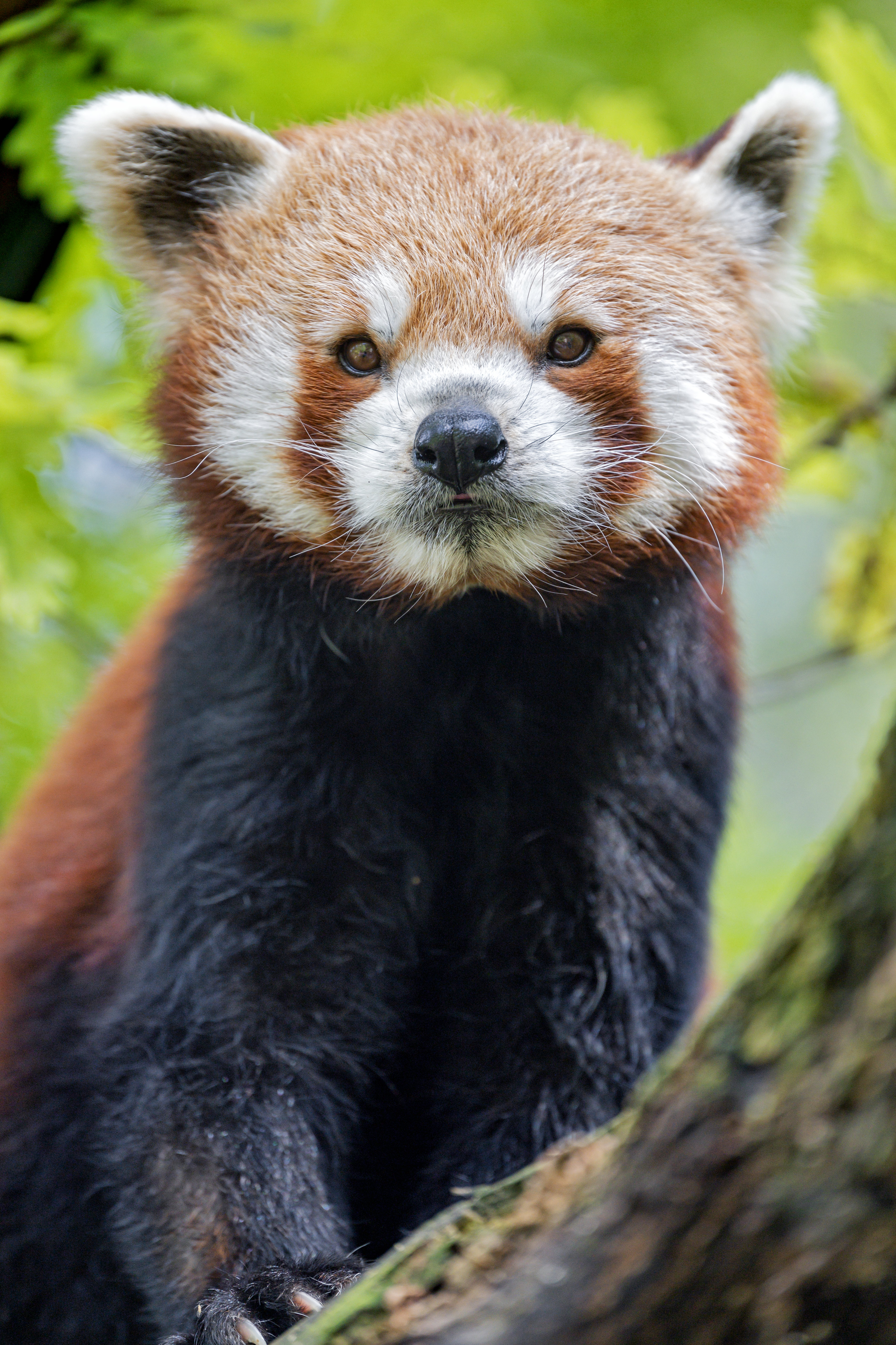 red panda, animals, muzzle, animal, panda Smartphone Background