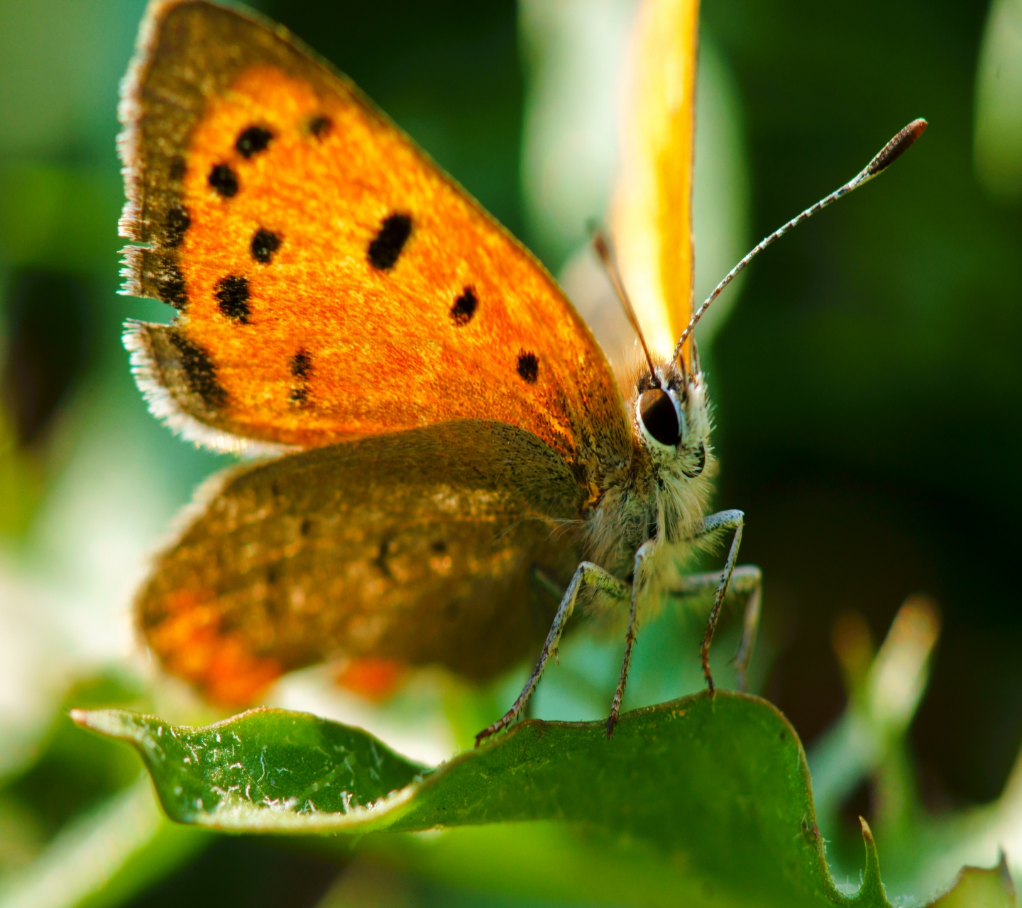 Téléchargez des papiers peints mobile Animaux, Papillon gratuitement.