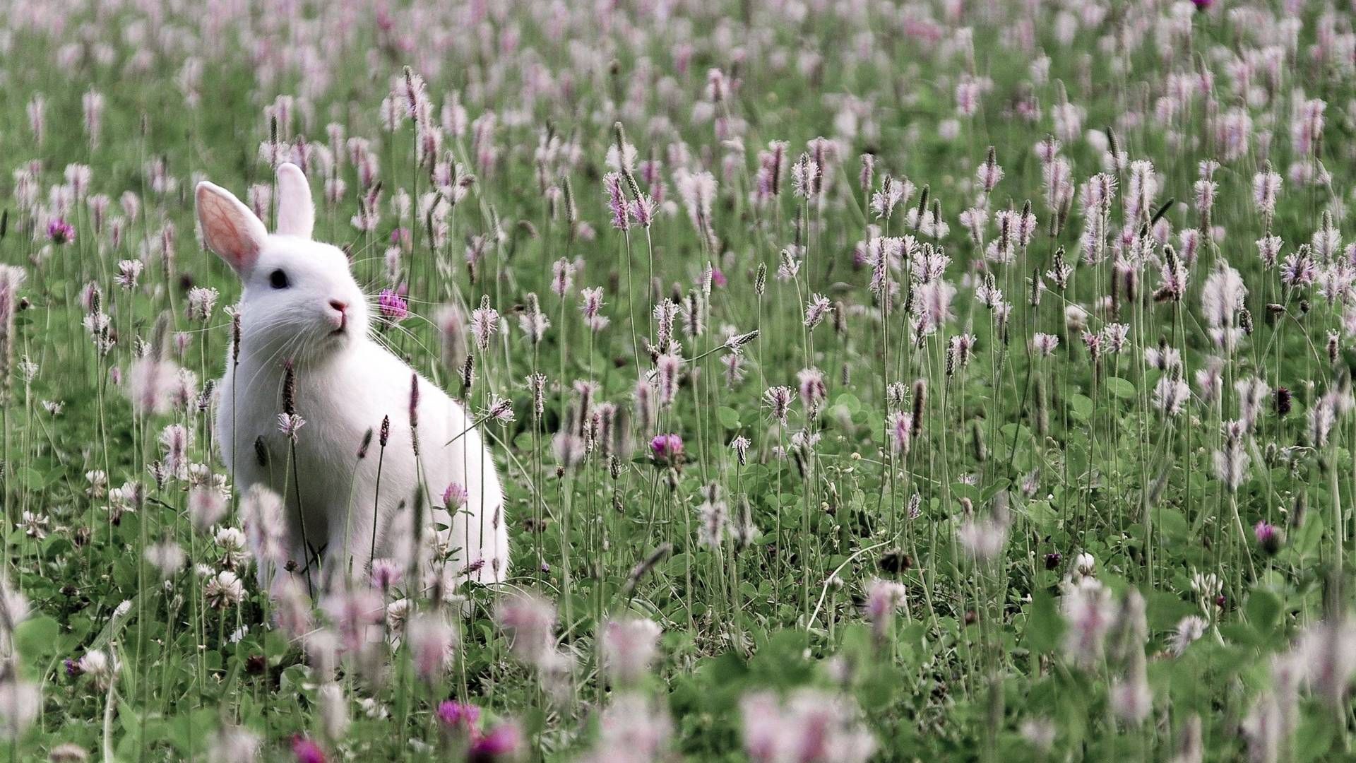 Download mobile wallpaper Animals, Grass, Hare, Flowers, Rabbit for free.