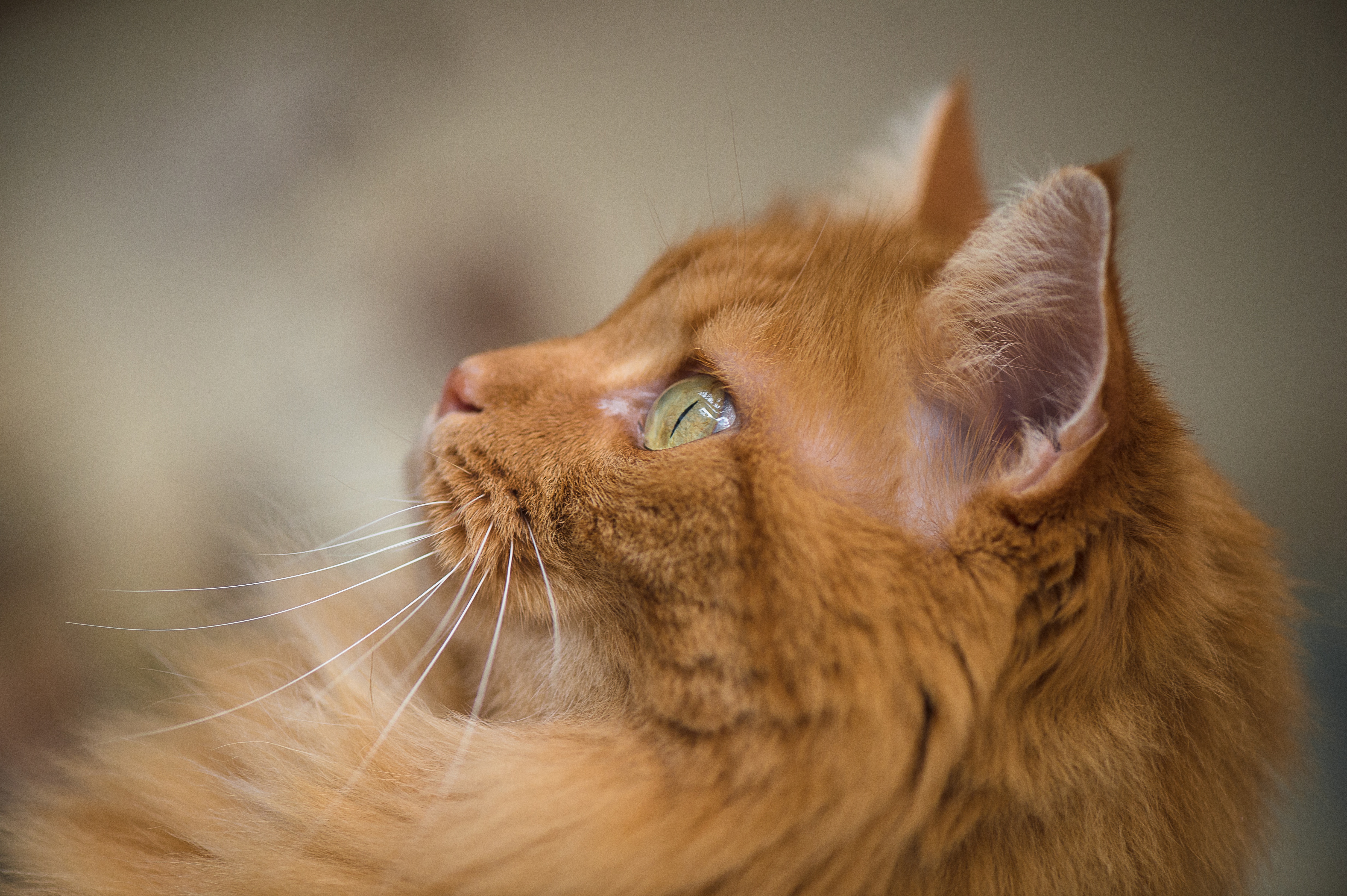 Baixe gratuitamente a imagem Gato, Gatos, Animais na área de trabalho do seu PC