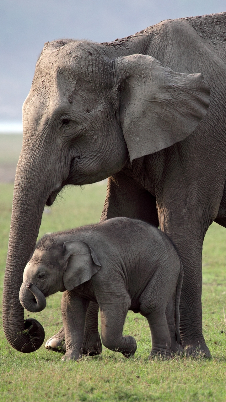 Скачать картинку Животные, Слоны, Слон, Детеныш Животного, Азиатский Слон в телефон бесплатно.