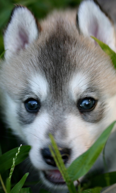 Download mobile wallpaper Dogs, Animal, Husky for free.