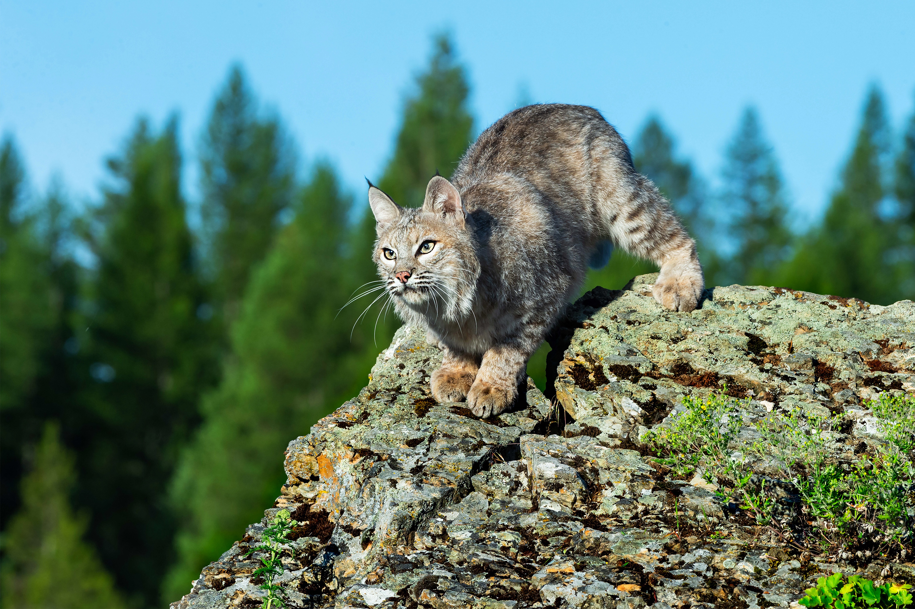 Handy-Wallpaper Tiere, Katzen, Luchs kostenlos herunterladen.