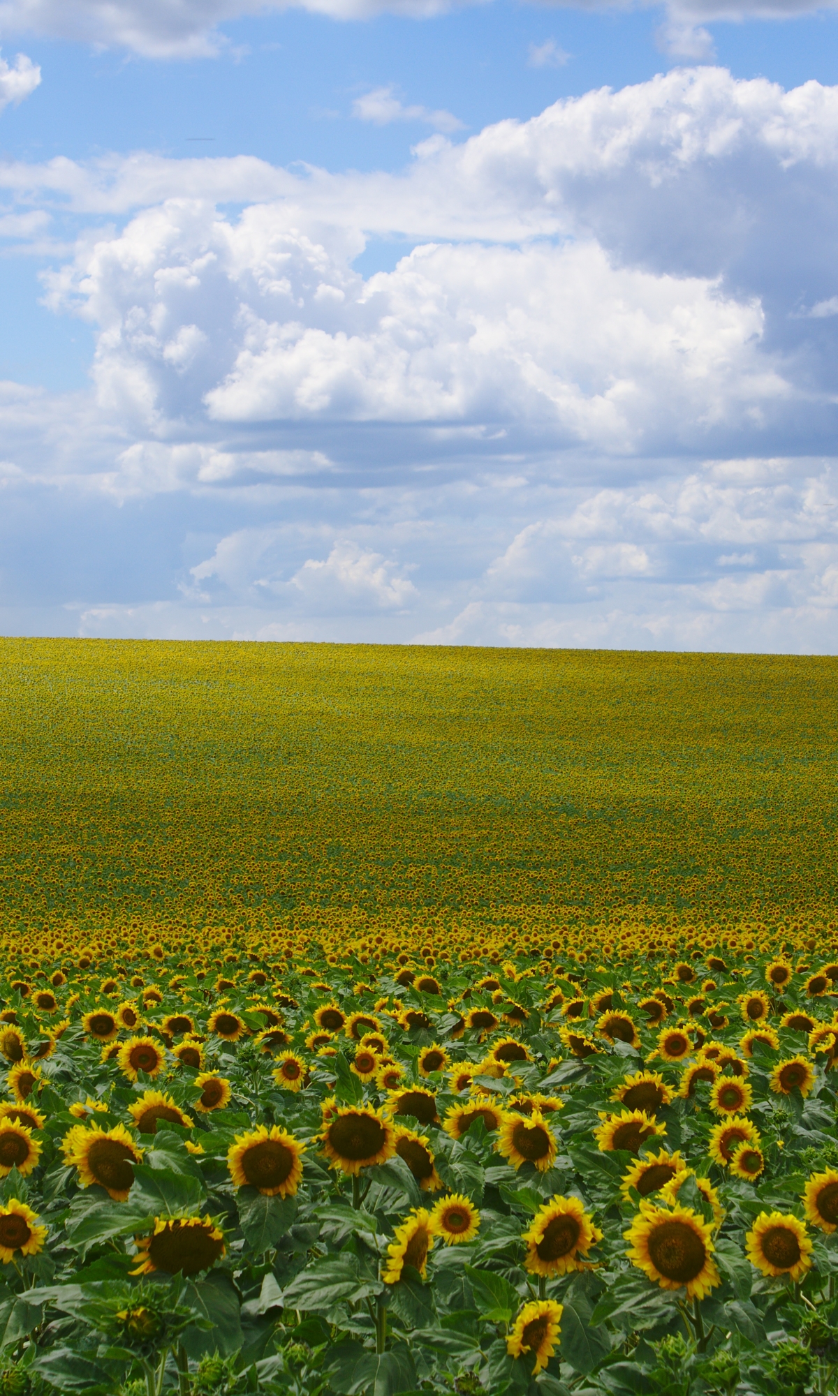 Download mobile wallpaper Nature, Flowers, Earth, Field, Cloud, Sunflower, Yellow Flower for free.