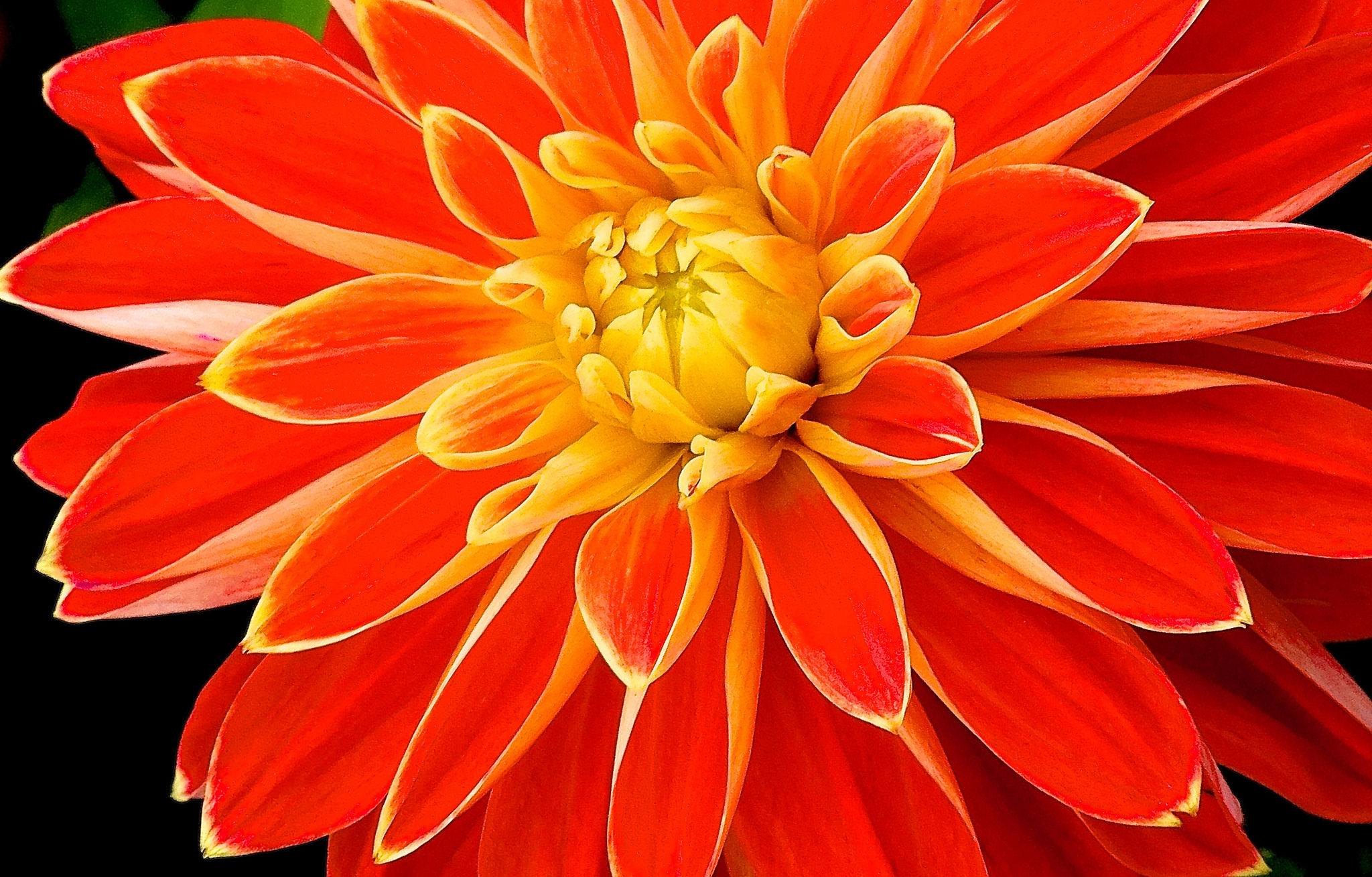 Handy-Wallpaper Blumen, Blume, Nahansicht, Dahlien, Erde/natur, Orangene Blume kostenlos herunterladen.