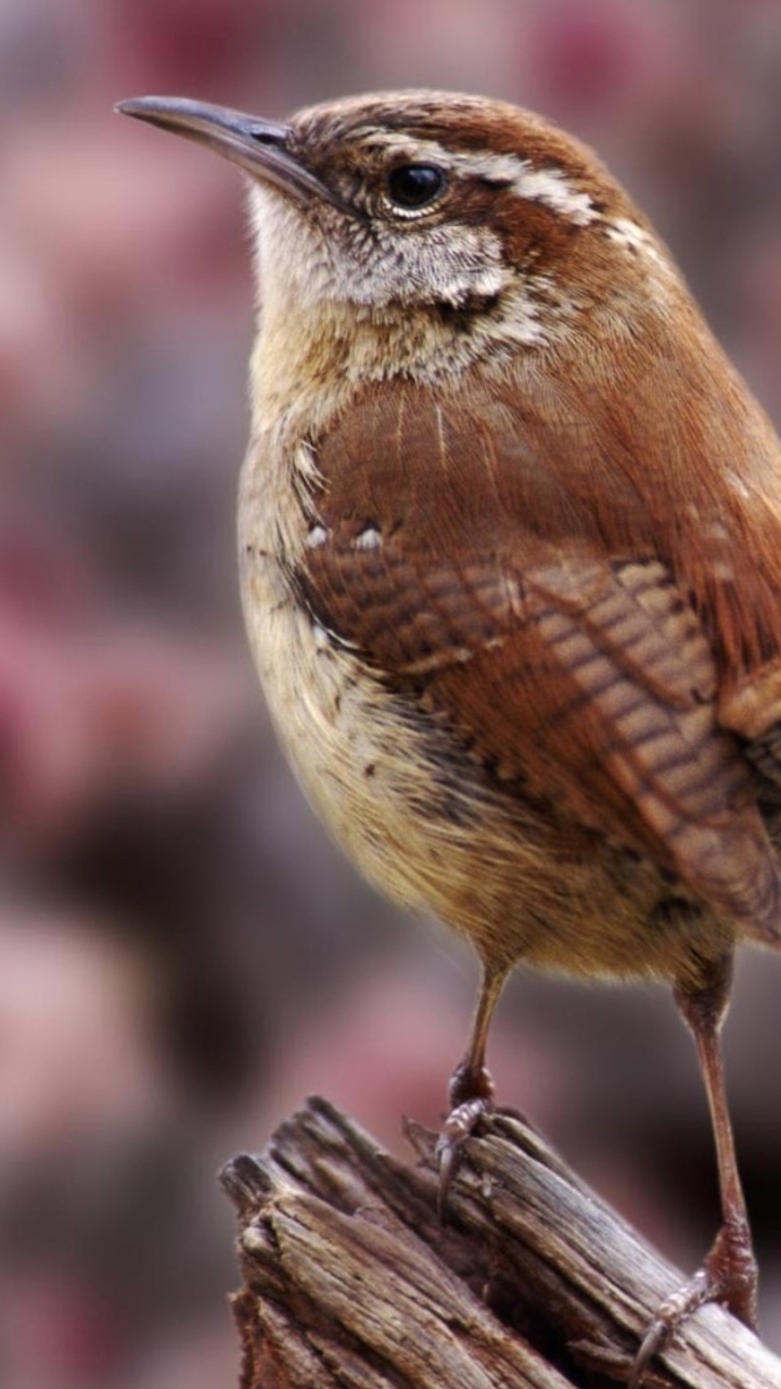 Baixar papel de parede para celular de Animais, Aves, Pássaro gratuito.