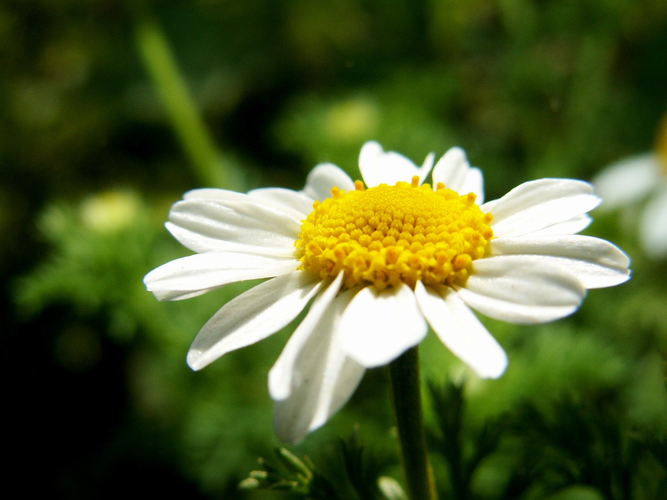 Download mobile wallpaper Chamomile, Petals, Camomile, Macro, Flower for free.