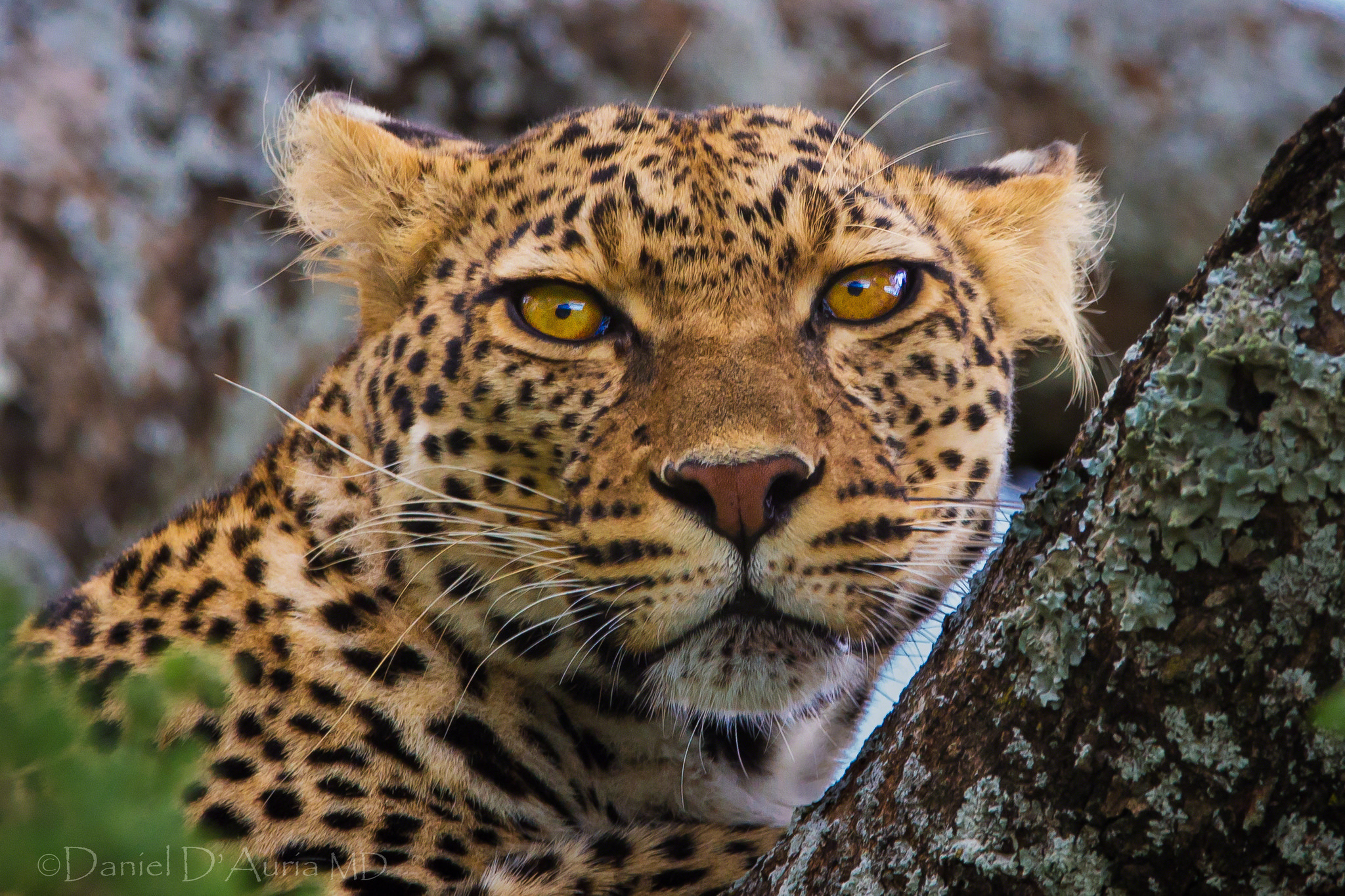 Download mobile wallpaper Cats, Leopard, Animal for free.