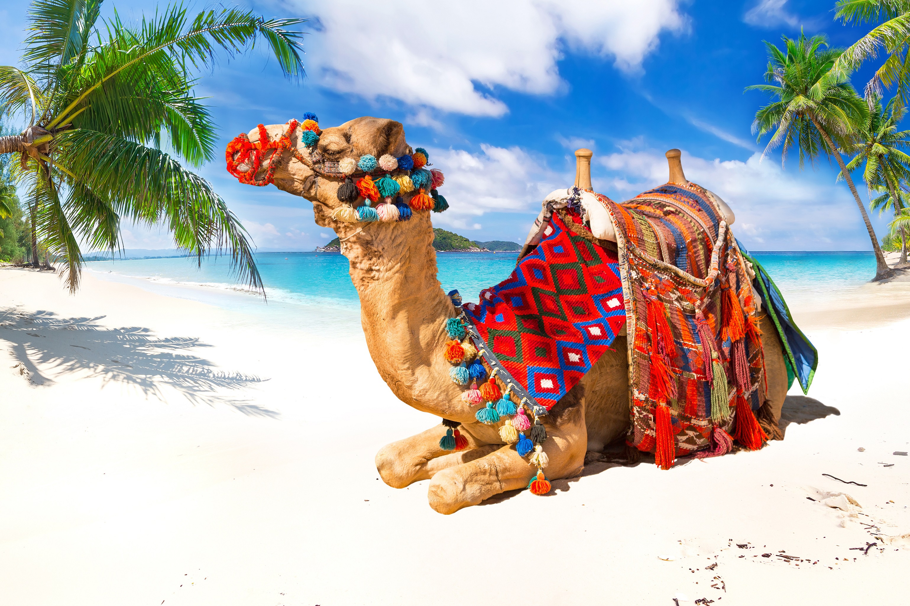 Скачать обои бесплатно Животные, Пляж, Песок, Тропический, Верблюд картинка на рабочий стол ПК