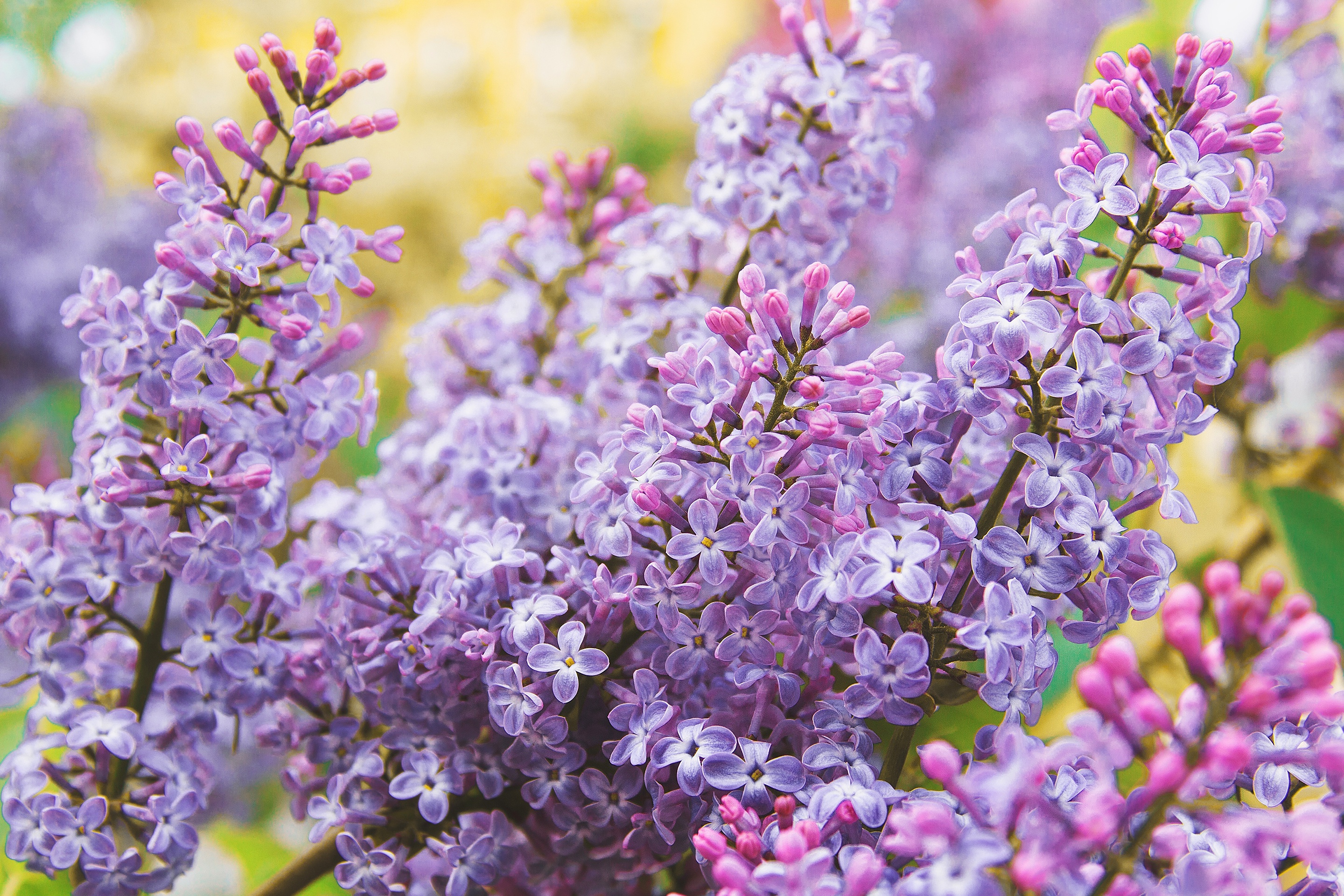 Free download wallpaper Lilac, Earth, Spring, Blossom on your PC desktop
