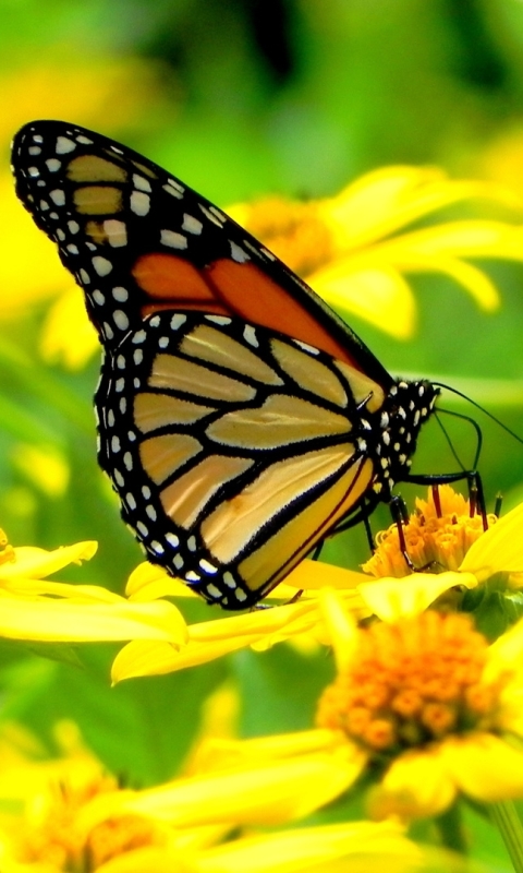 無料モバイル壁紙動物, 蝶, 花, 閉じる, 黄色, カラフルをダウンロードします。
