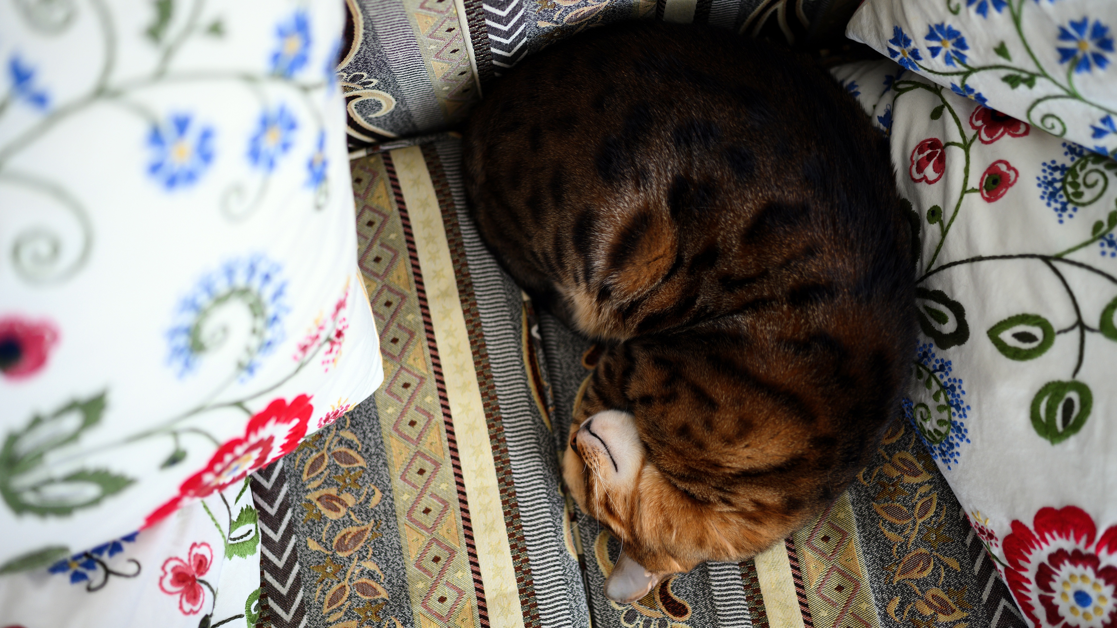 488225 Hintergrundbilder und Bengal Katze Bilder auf dem Desktop. Laden Sie  Bildschirmschoner kostenlos auf den PC herunter
