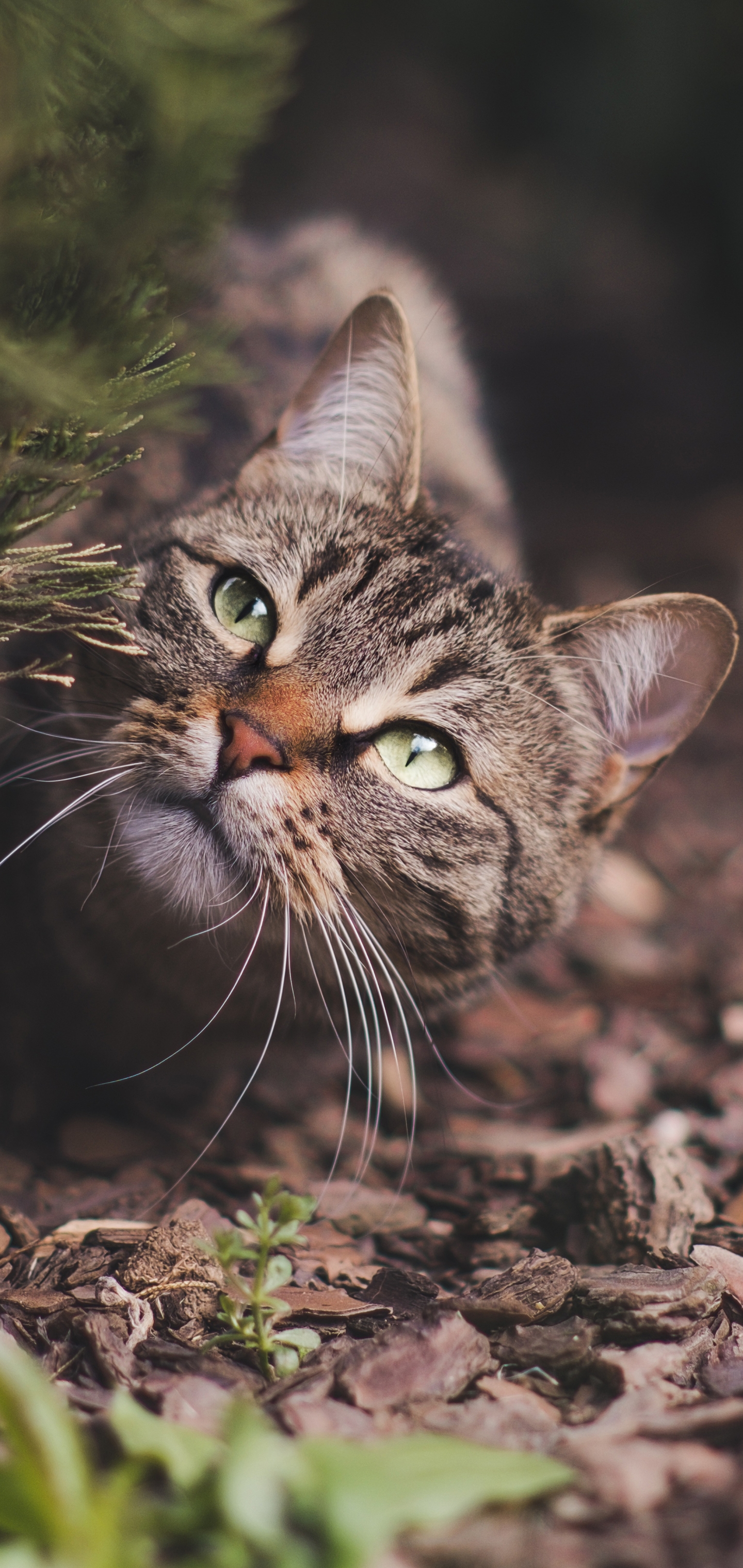 Baixe gratuitamente a imagem Animais, Gatos, Gato na área de trabalho do seu PC