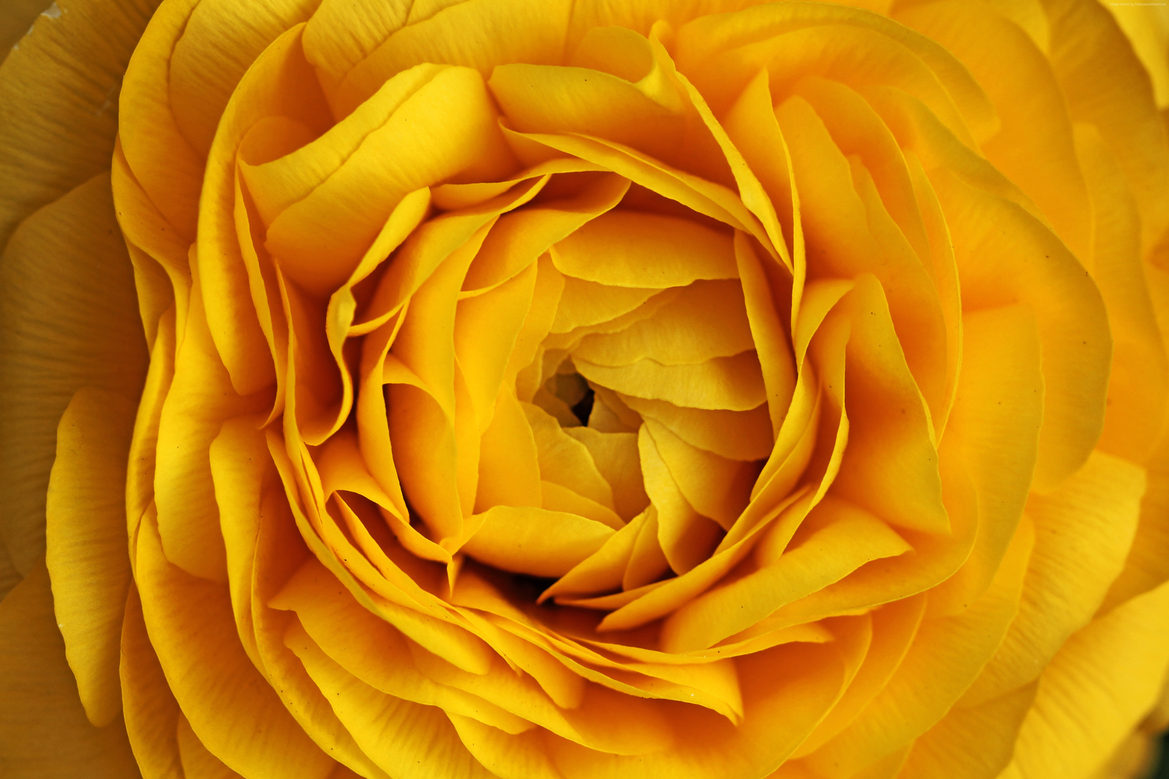 378445 скачать обои желтая роза, земля/природа, роза, крупный план, цветок, природа, желтый цветок, флауэрсы - заставки и картинки бесплатно