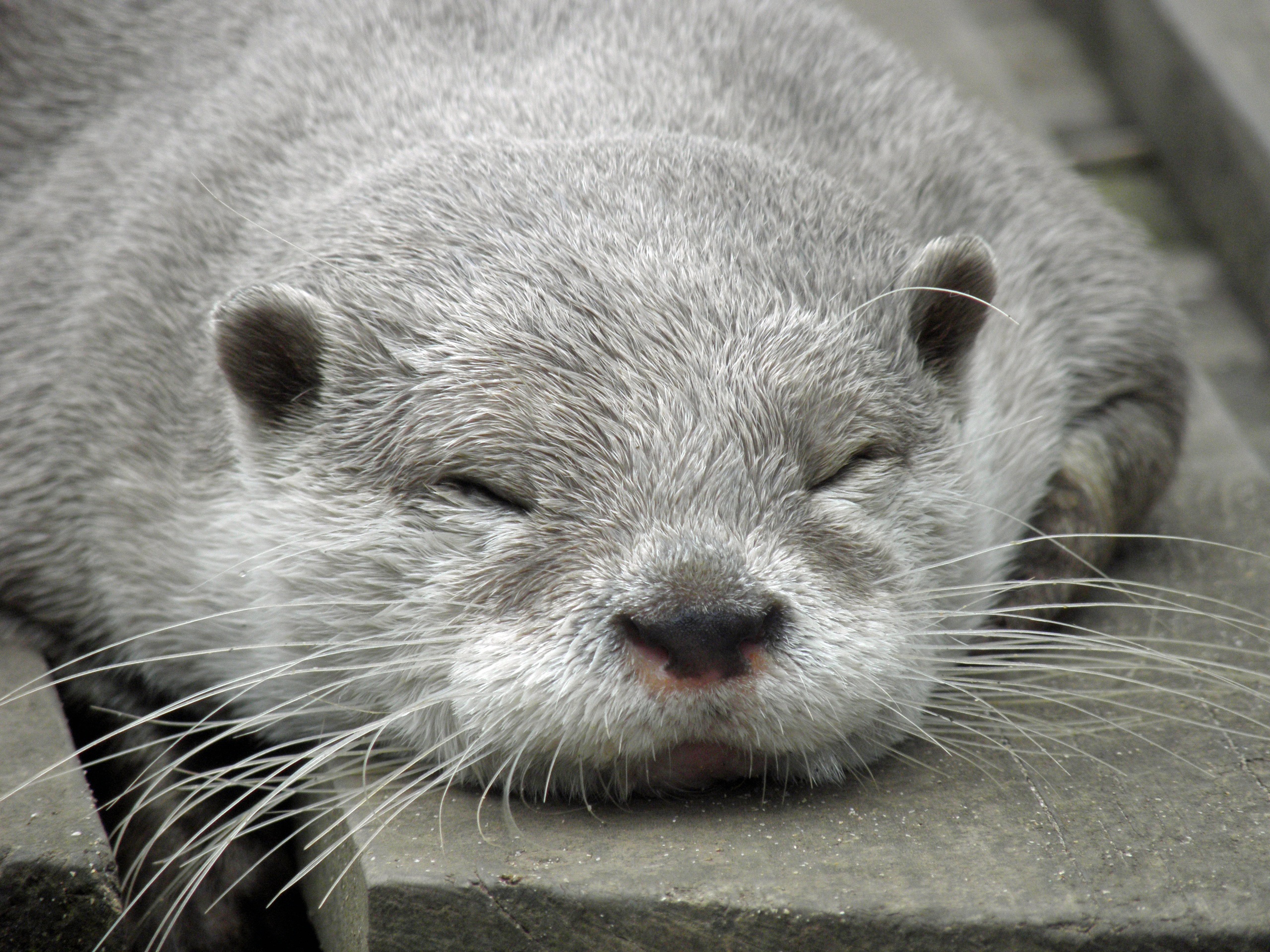 Laden Sie das Otter, Schlafen, Traum, Schnauze, Tiere-Bild kostenlos auf Ihren PC-Desktop herunter