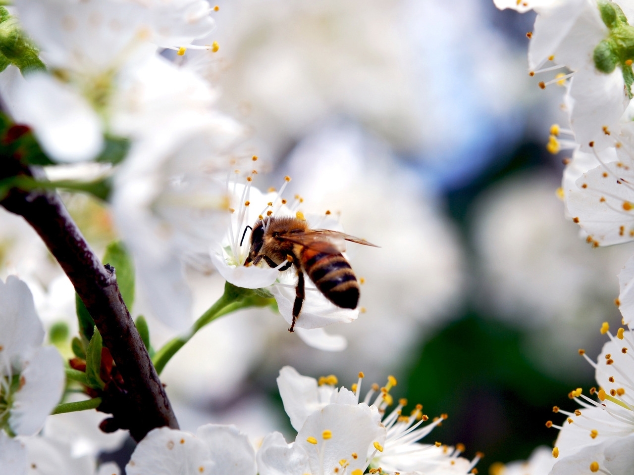 44318 baixar papel de parede abelhas, insetos, cinza - protetores de tela e imagens gratuitamente