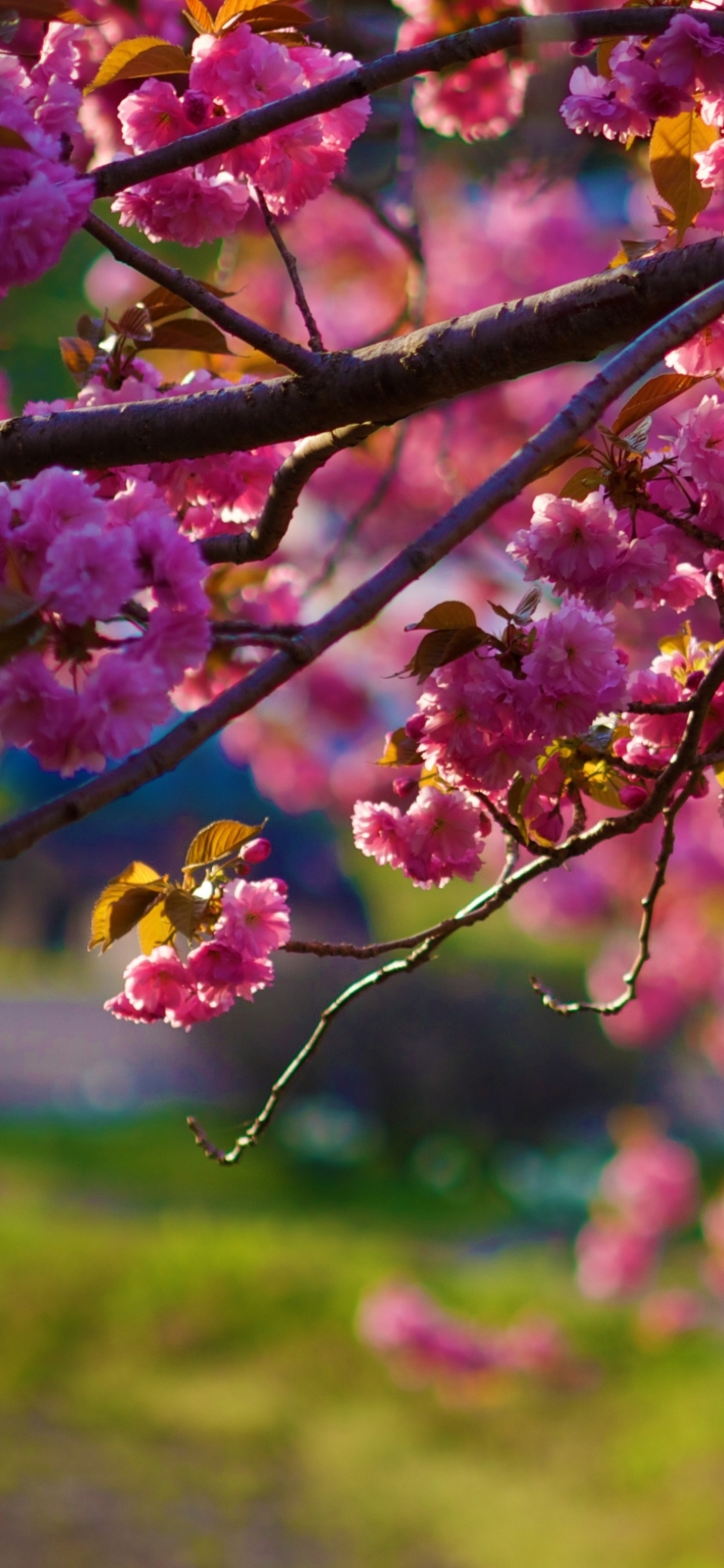 Handy-Wallpaper Blumen, Sakura, Ast, Zweig, Erde, Nahansicht, Blüte, Erde/natur, Pinke Blume kostenlos herunterladen.