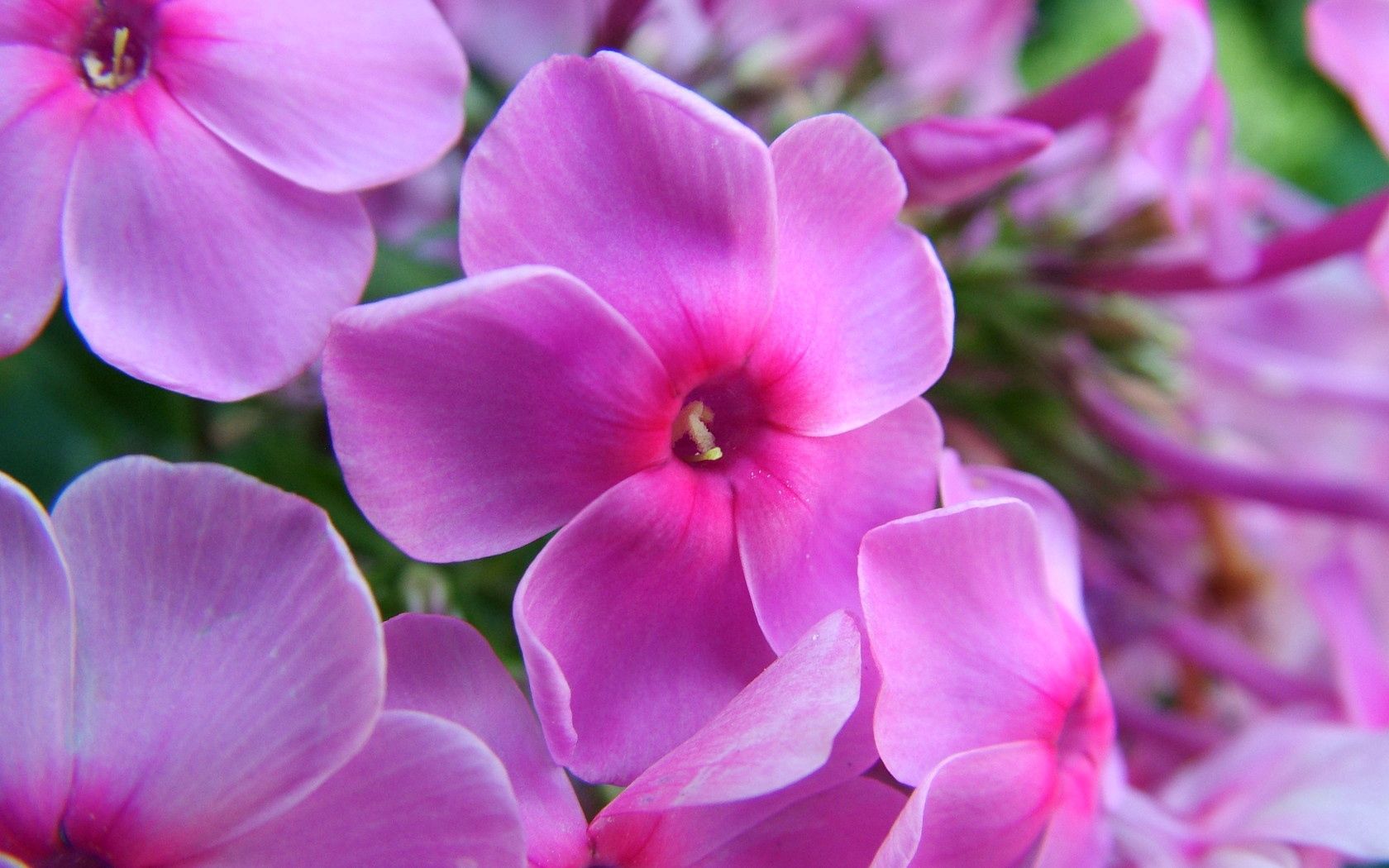 Laden Sie das Blumen, Makro, Lila, Blütenblätter-Bild kostenlos auf Ihren PC-Desktop herunter