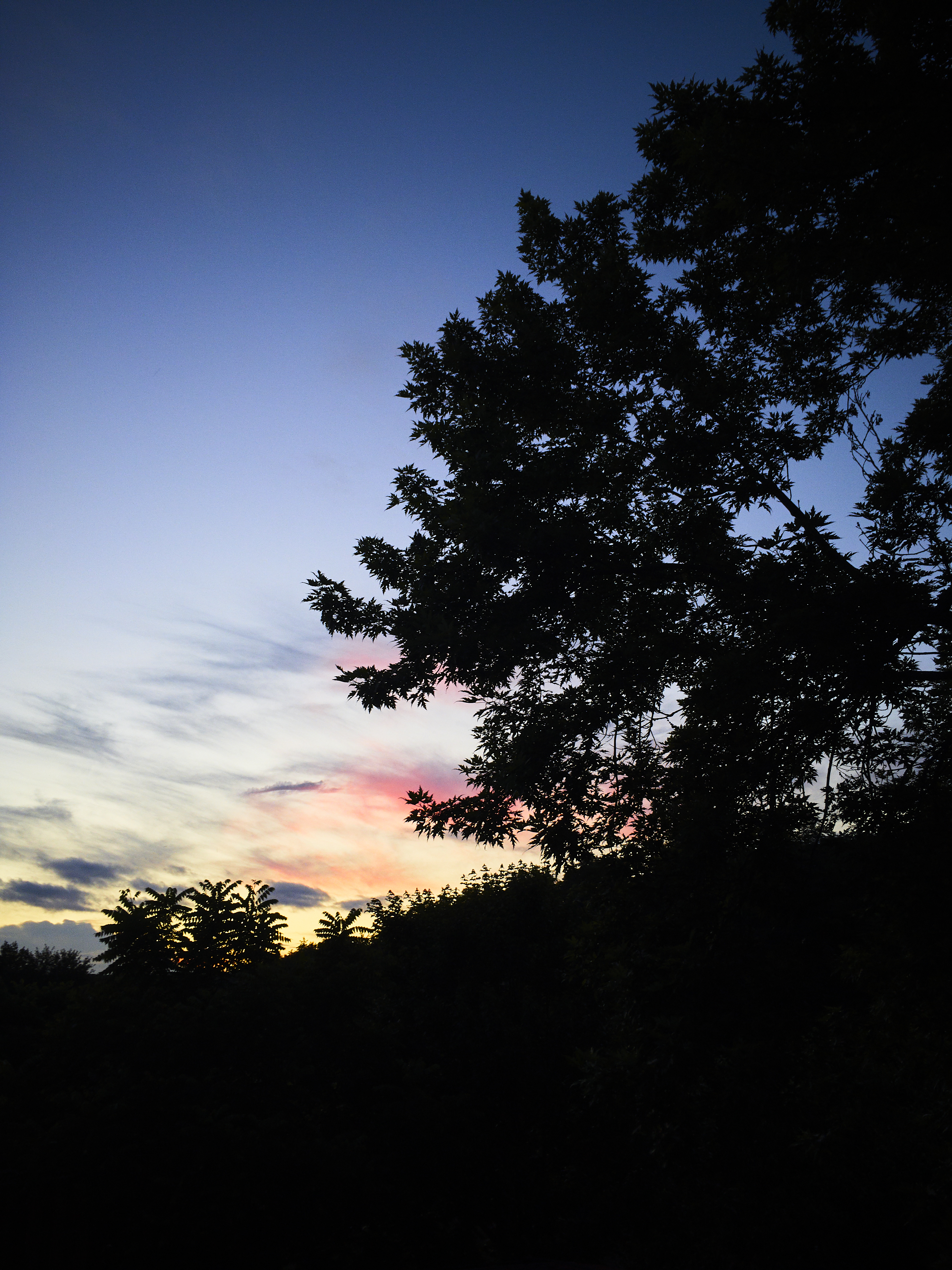 Handy-Wallpaper Sky, Clouds, Natur, Silhouette, Bäume, Sunset kostenlos herunterladen.