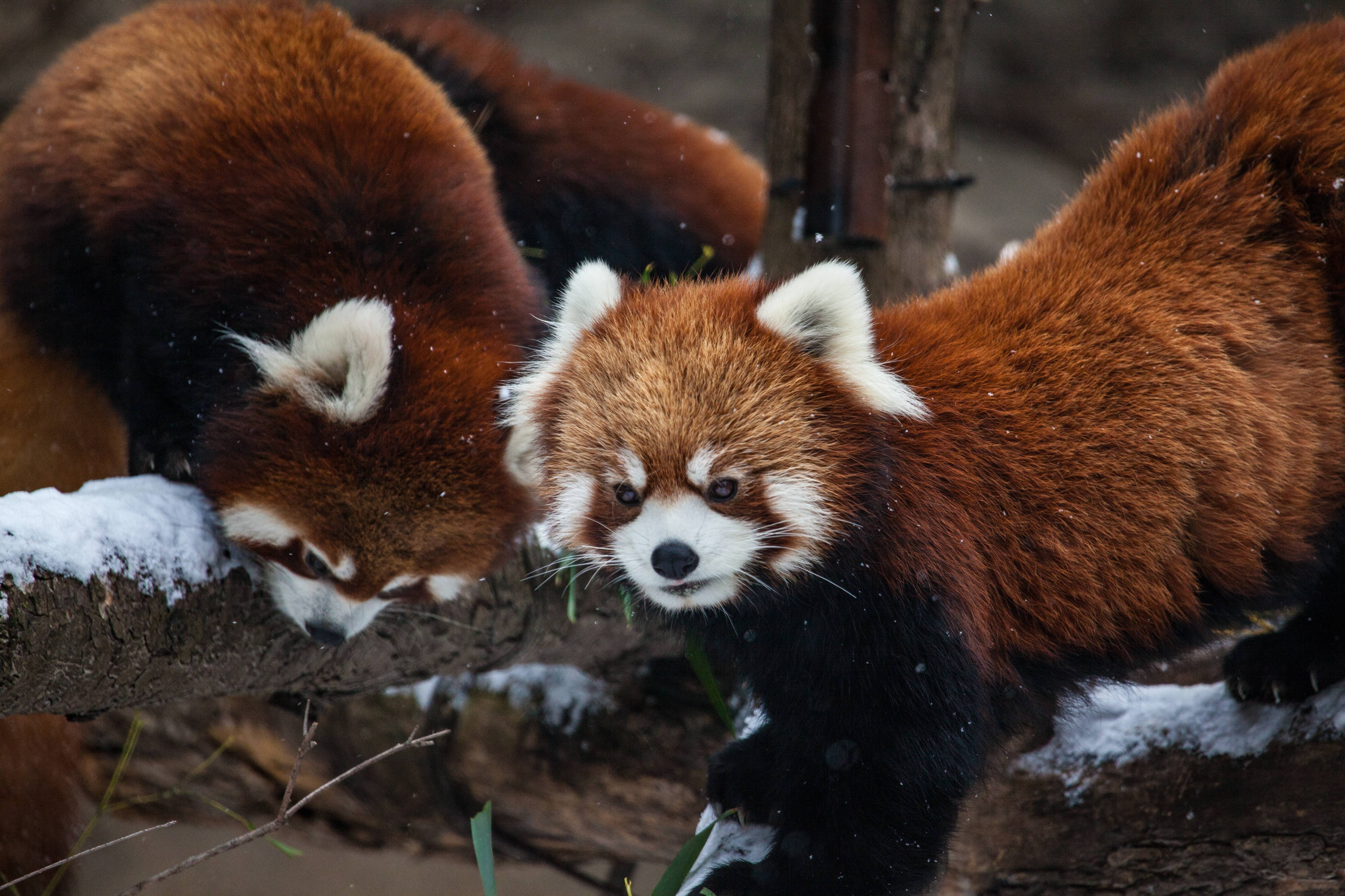 Téléchargez des papiers peints mobile Animaux, Chicago, Zoo, Panda Roux gratuitement.