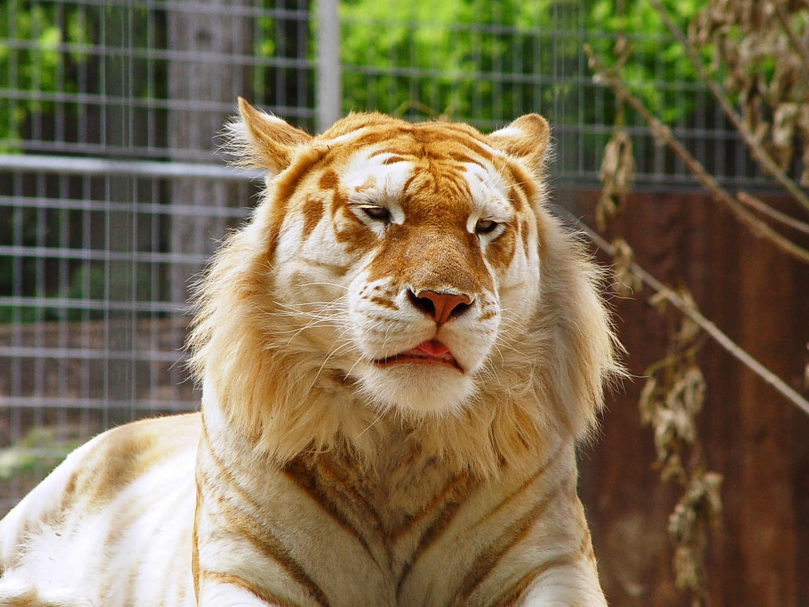 7436 descargar fondo de pantalla tigres, animales: protectores de pantalla e imágenes gratis