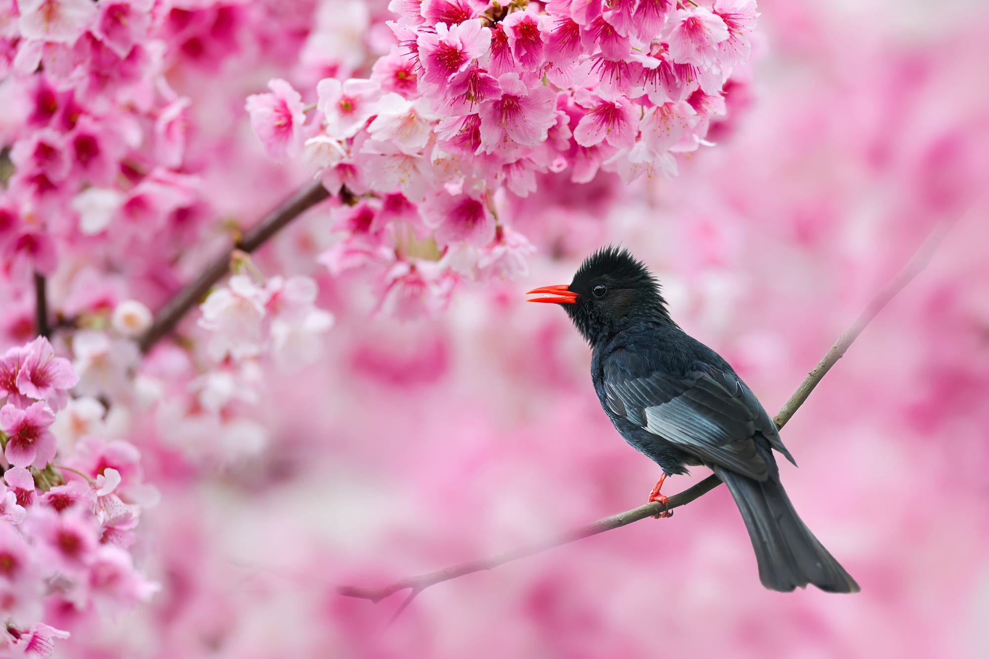 bulbul, branch, himalayan black bulbul, animal, passerine, pink flower, sakura, birds
