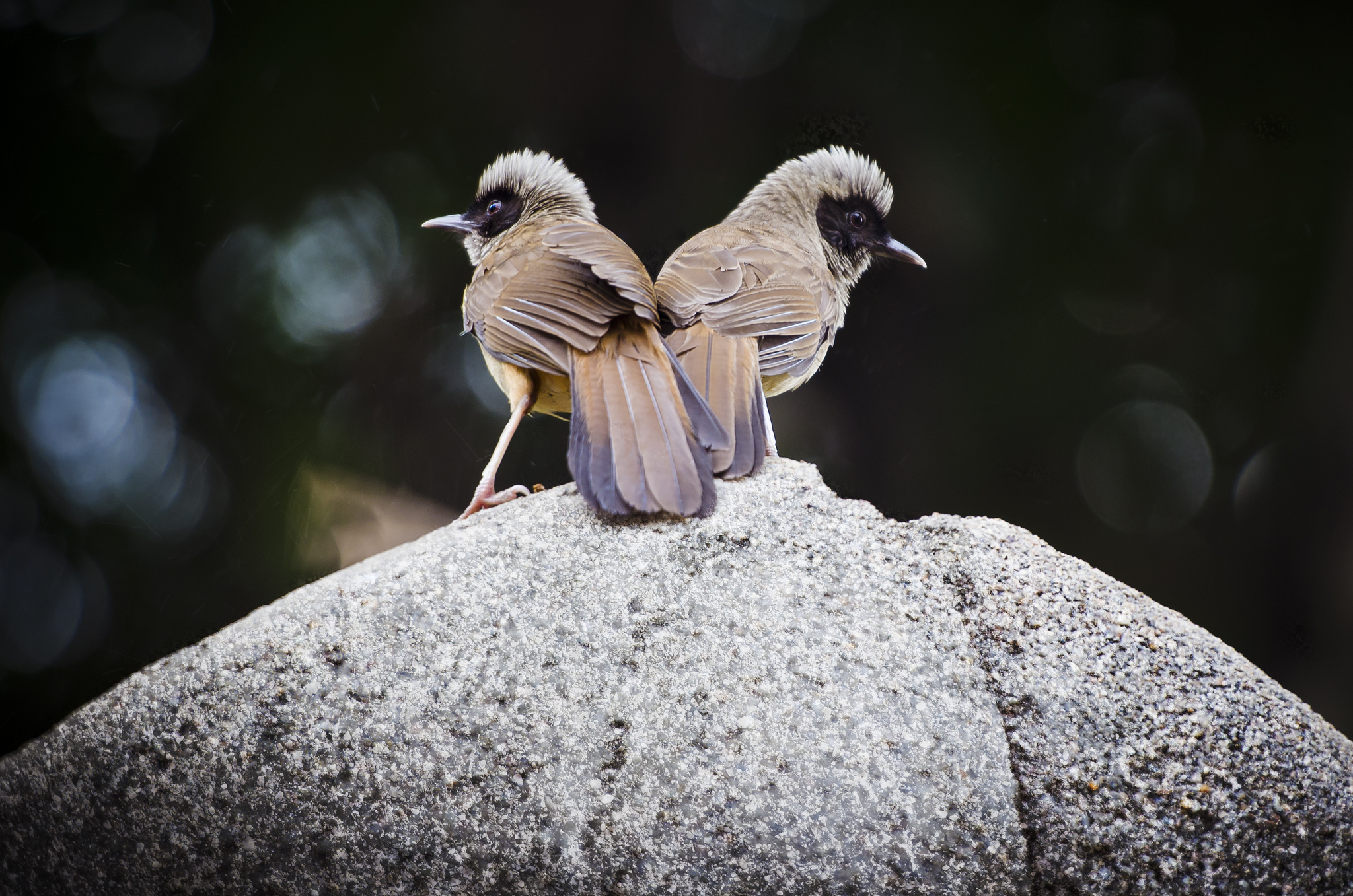 Descarga gratuita de fondo de pantalla para móvil de Animales, Aves, Ave.