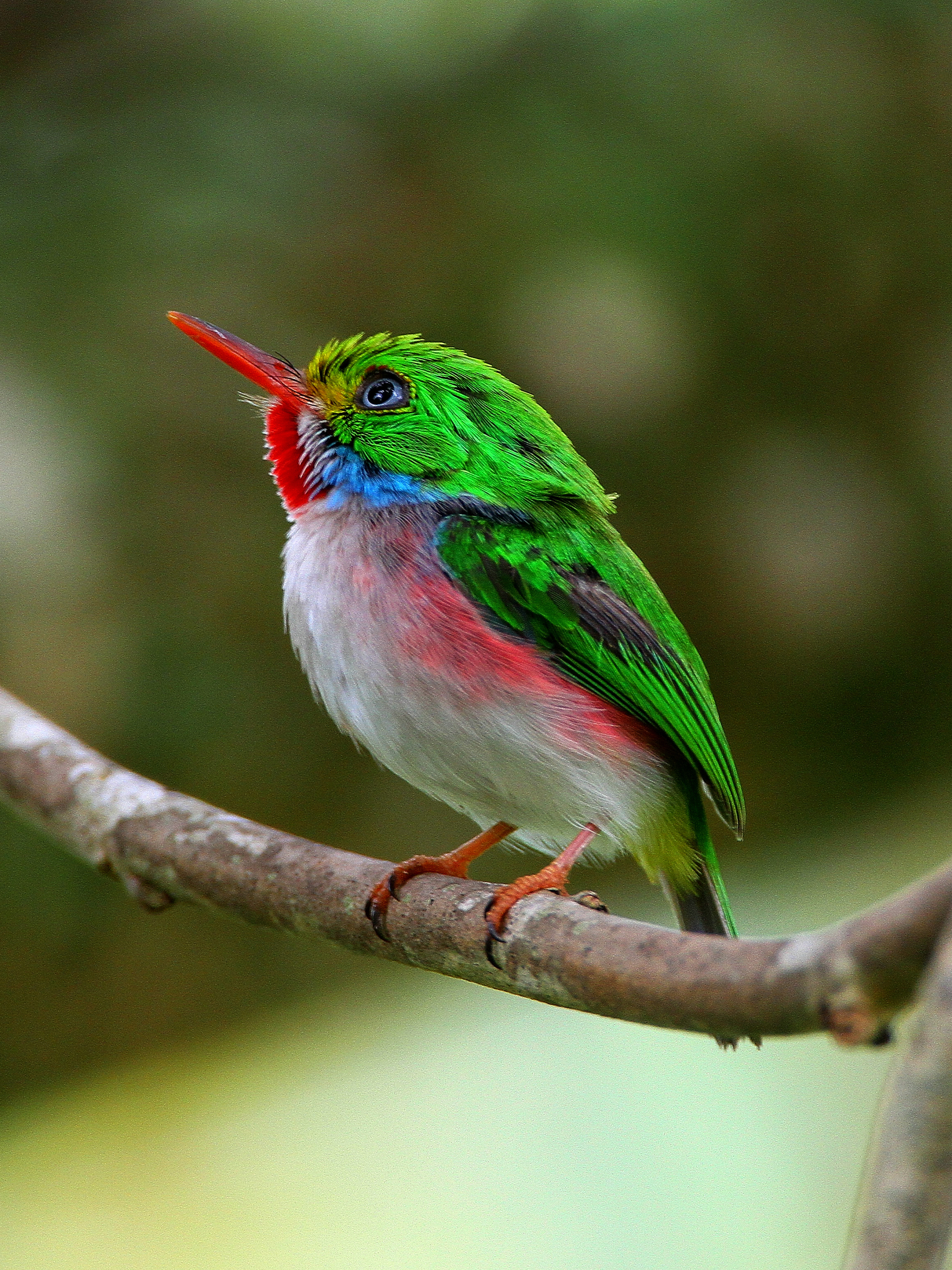 Free download wallpaper Birds, Bird, Animal, Cuban Tody on your PC desktop