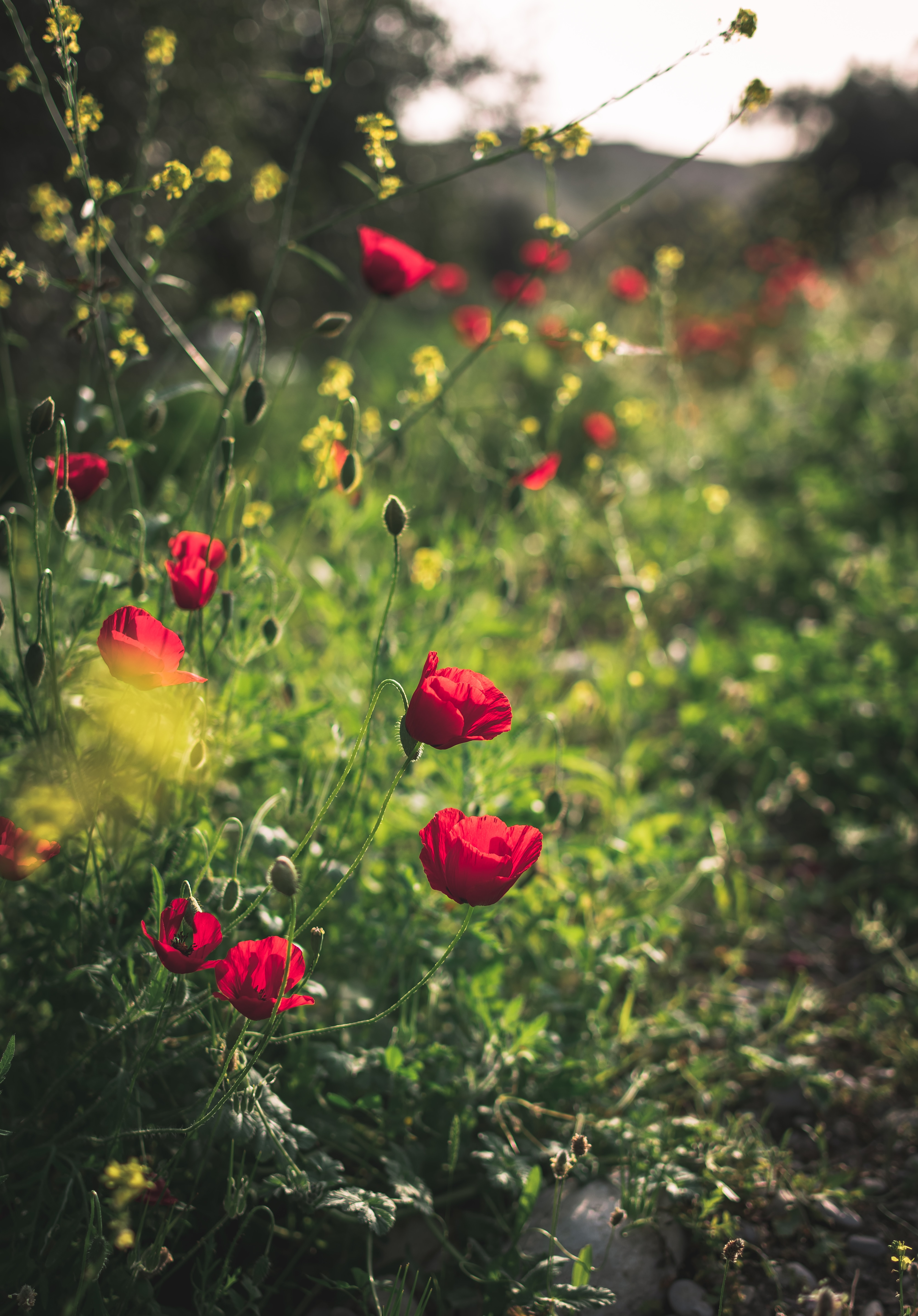 PC Wallpapers flowers, poppies, red, plant, bloom, flowering