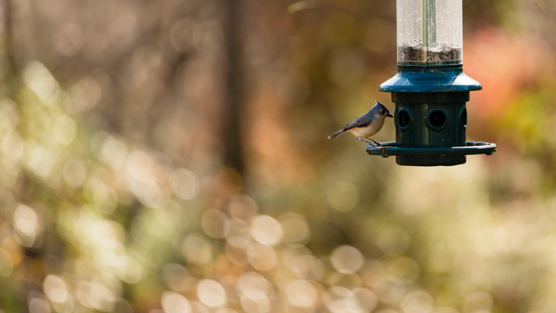 Téléchargez des papiers peints mobile Animaux, Oiseau, Des Oiseaux gratuitement.