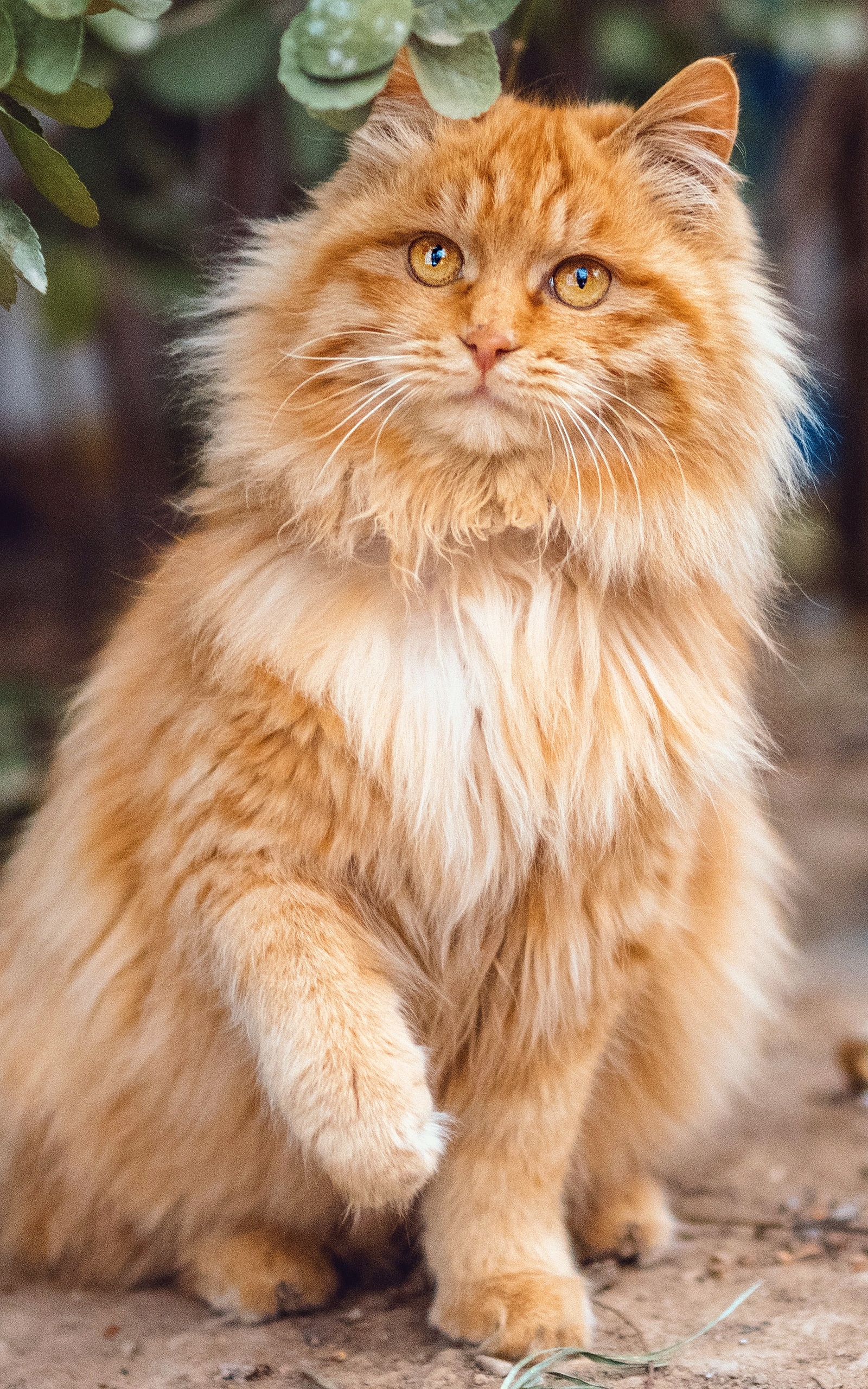 1189549 Protetores de tela e papéis de parede Gatos em seu telefone. Baixe  fotos gratuitamente