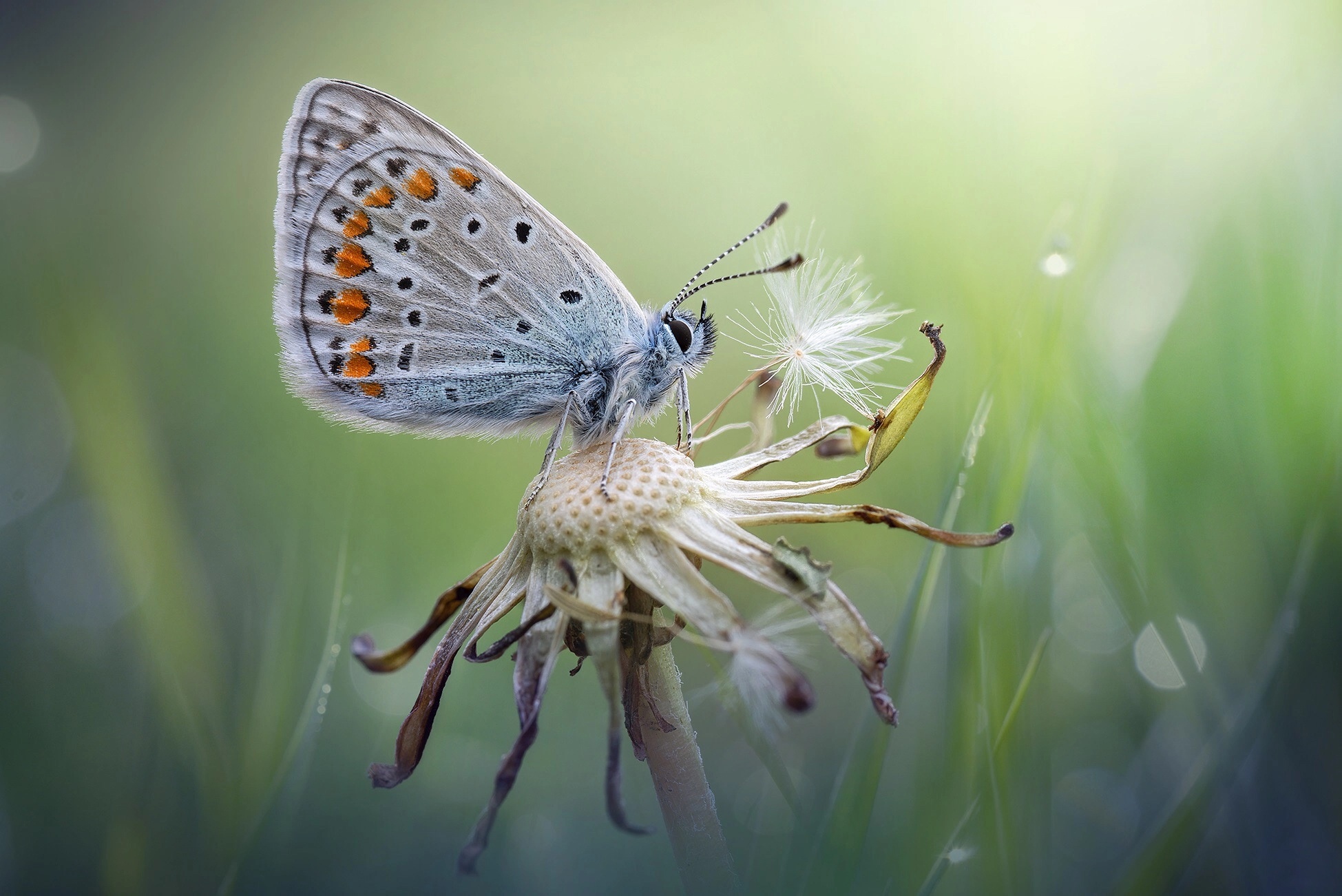 Download mobile wallpaper Summer, Macro, Insect, Butterfly, Animal, Dandelion for free.