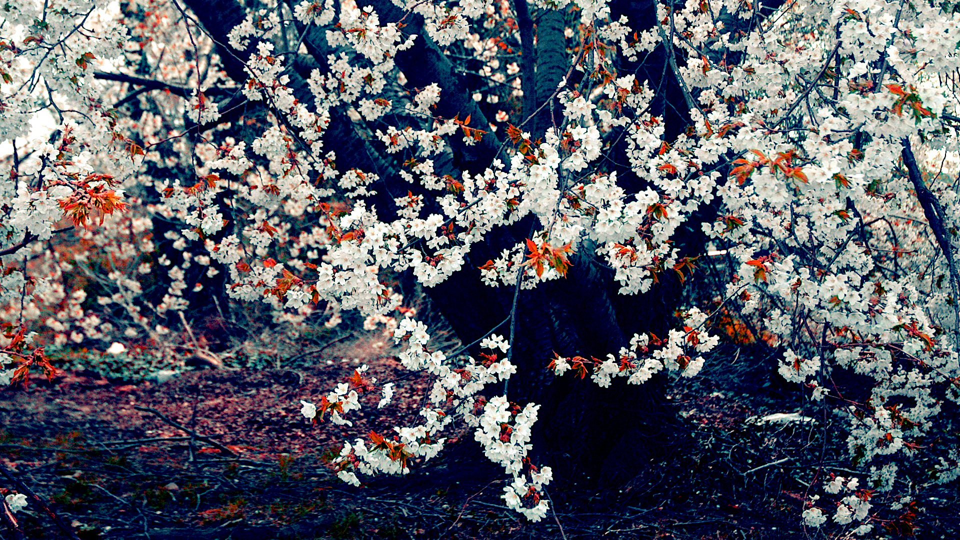 Free download wallpaper Flowers, Tree, Earth, Photography, Pastel, Blossom on your PC desktop