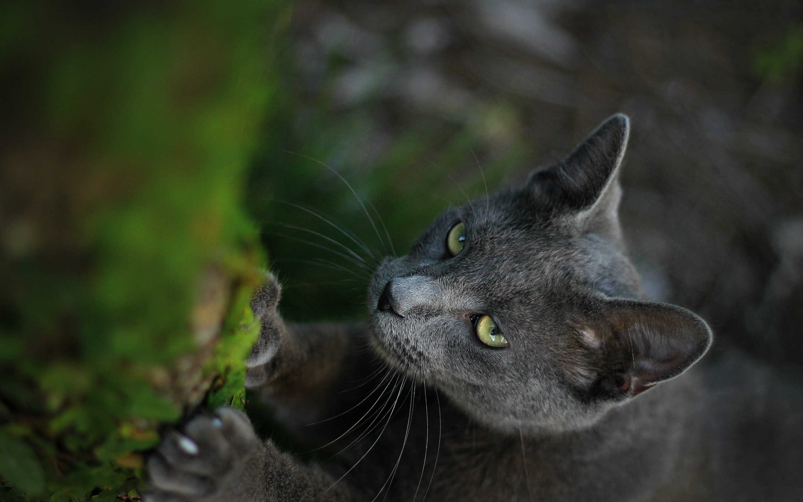 PCデスクトップにネコ, 猫, 動物画像を無料でダウンロード