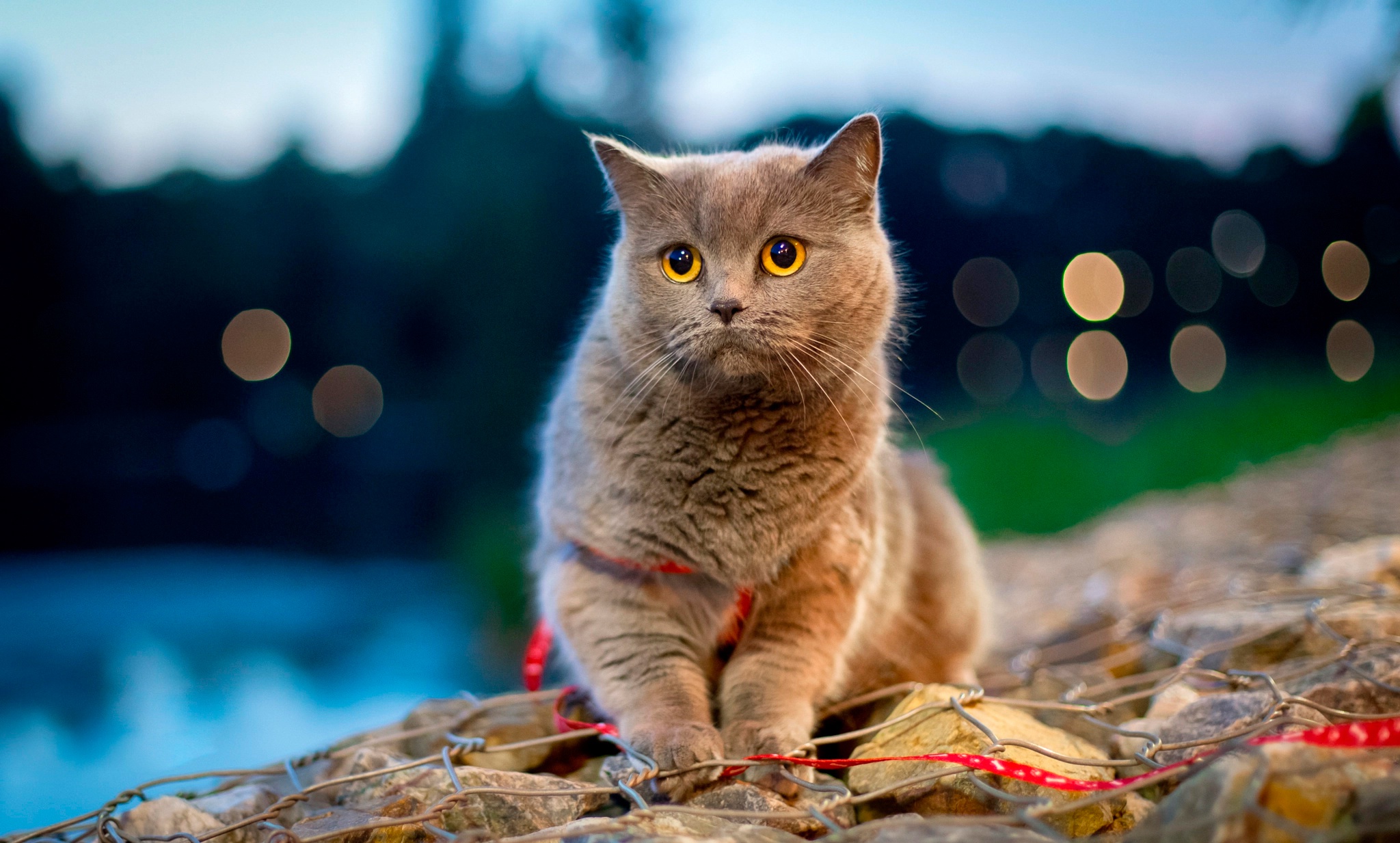 Free download wallpaper Cats, Cat, Animal, Bokeh, Depth Of Field on your PC desktop