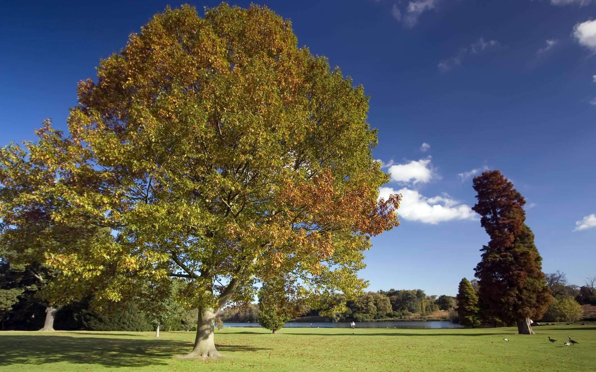 Téléchargez gratuitement l'image Des Arbres, Arbre, Terre/nature sur le bureau de votre PC