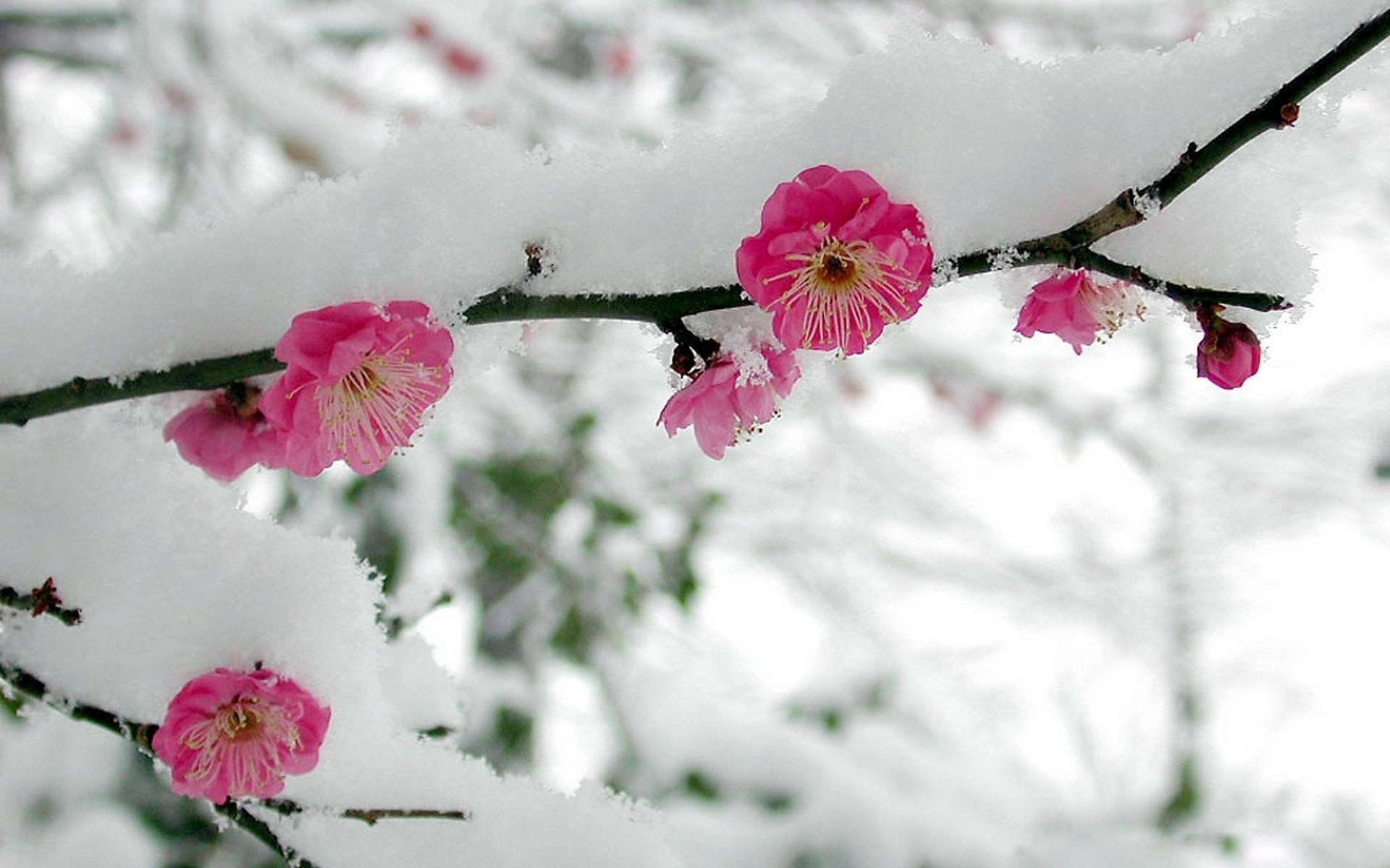 Descarga gratuita de fondo de pantalla para móvil de Florecer, Flores, Tierra/naturaleza.