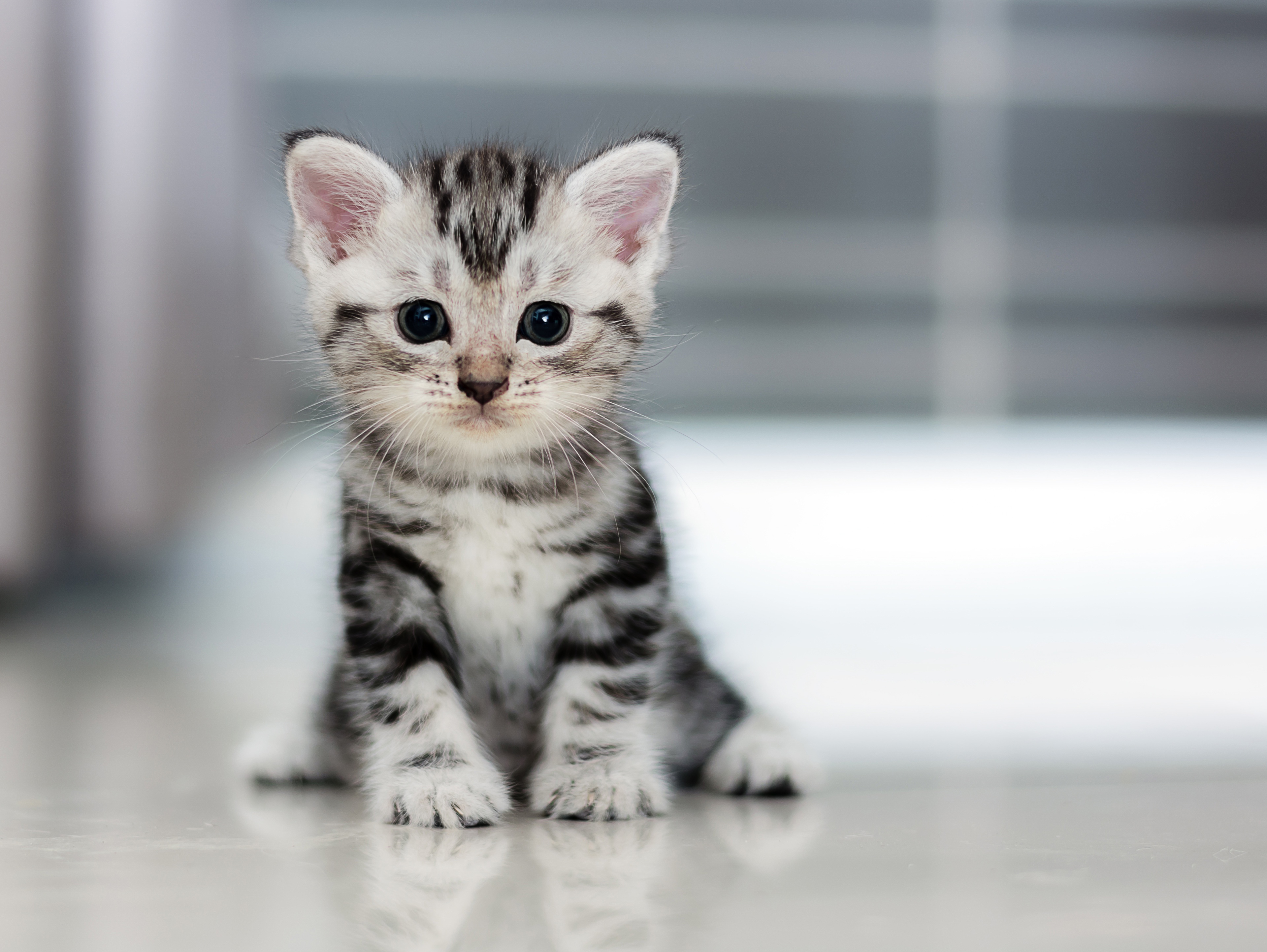 無料モバイル壁紙動物, ネコ, 猫, 子猫, 赤ちゃん動物をダウンロードします。