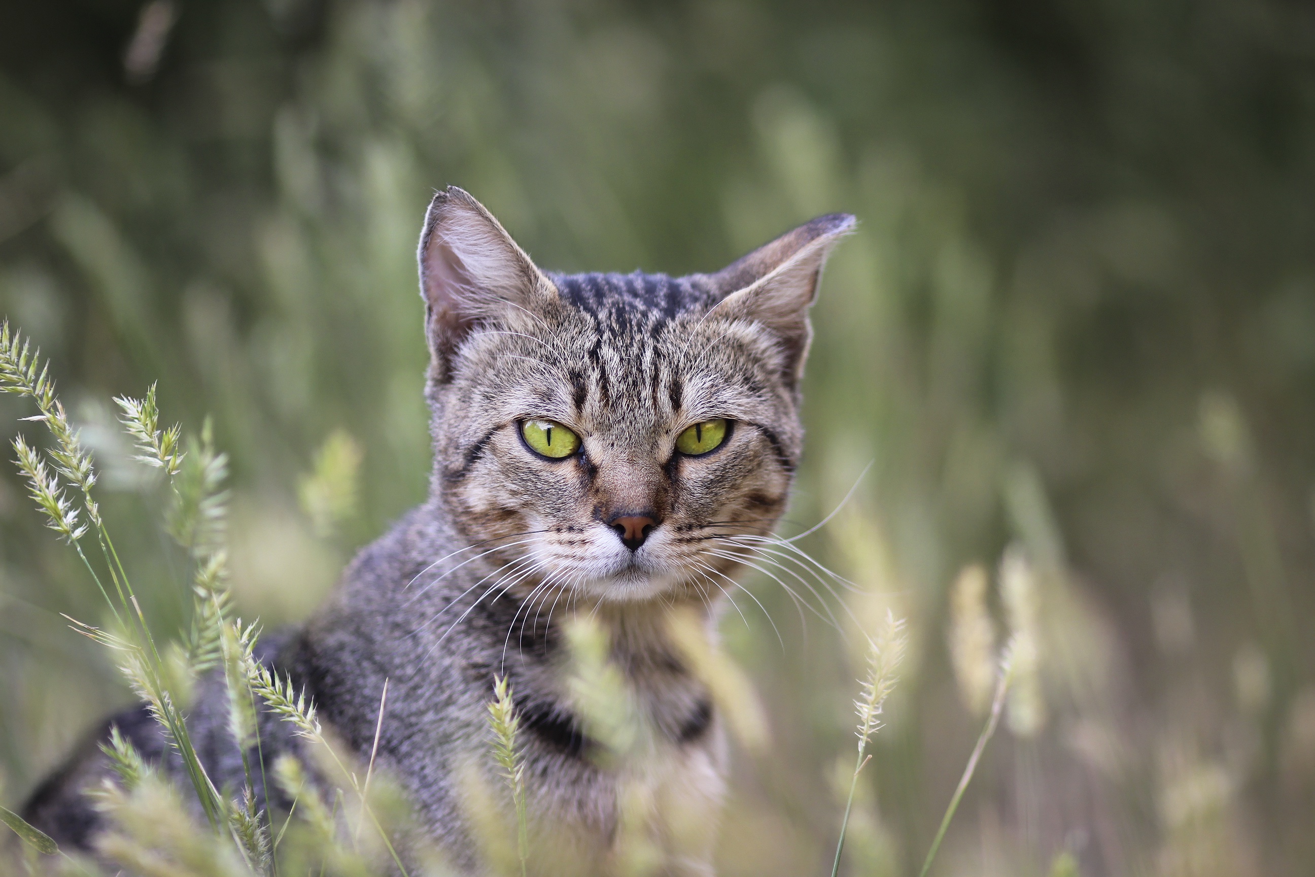 Handy-Wallpaper Tiere, Katzen, Katze, Starren kostenlos herunterladen.